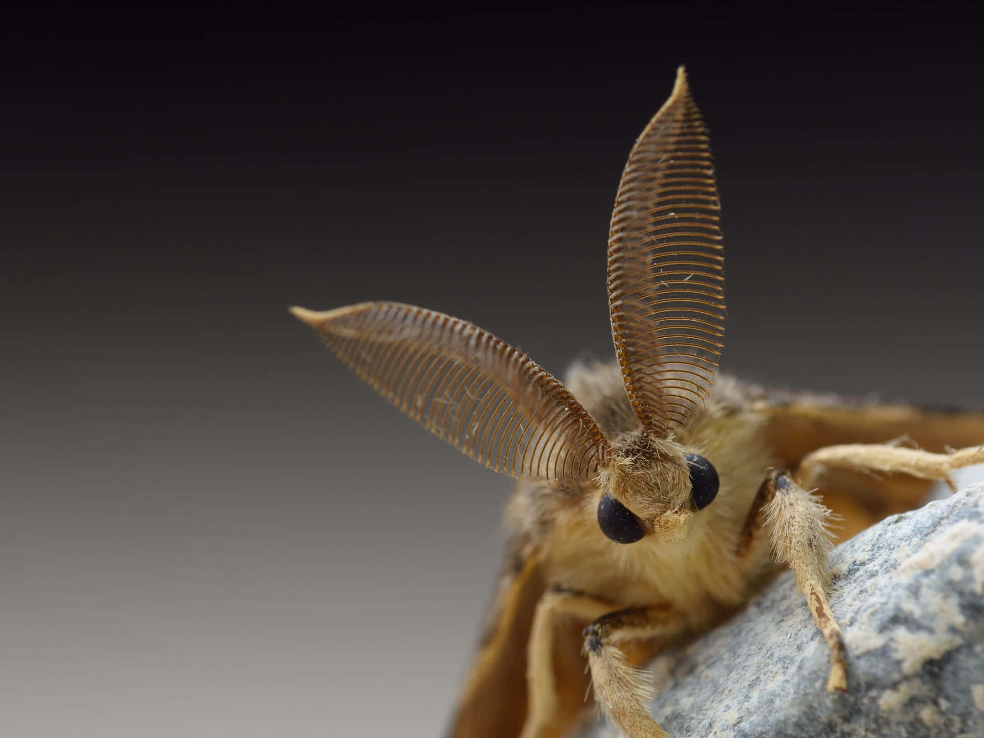 Gypsy Moth Close Up Wallpaper