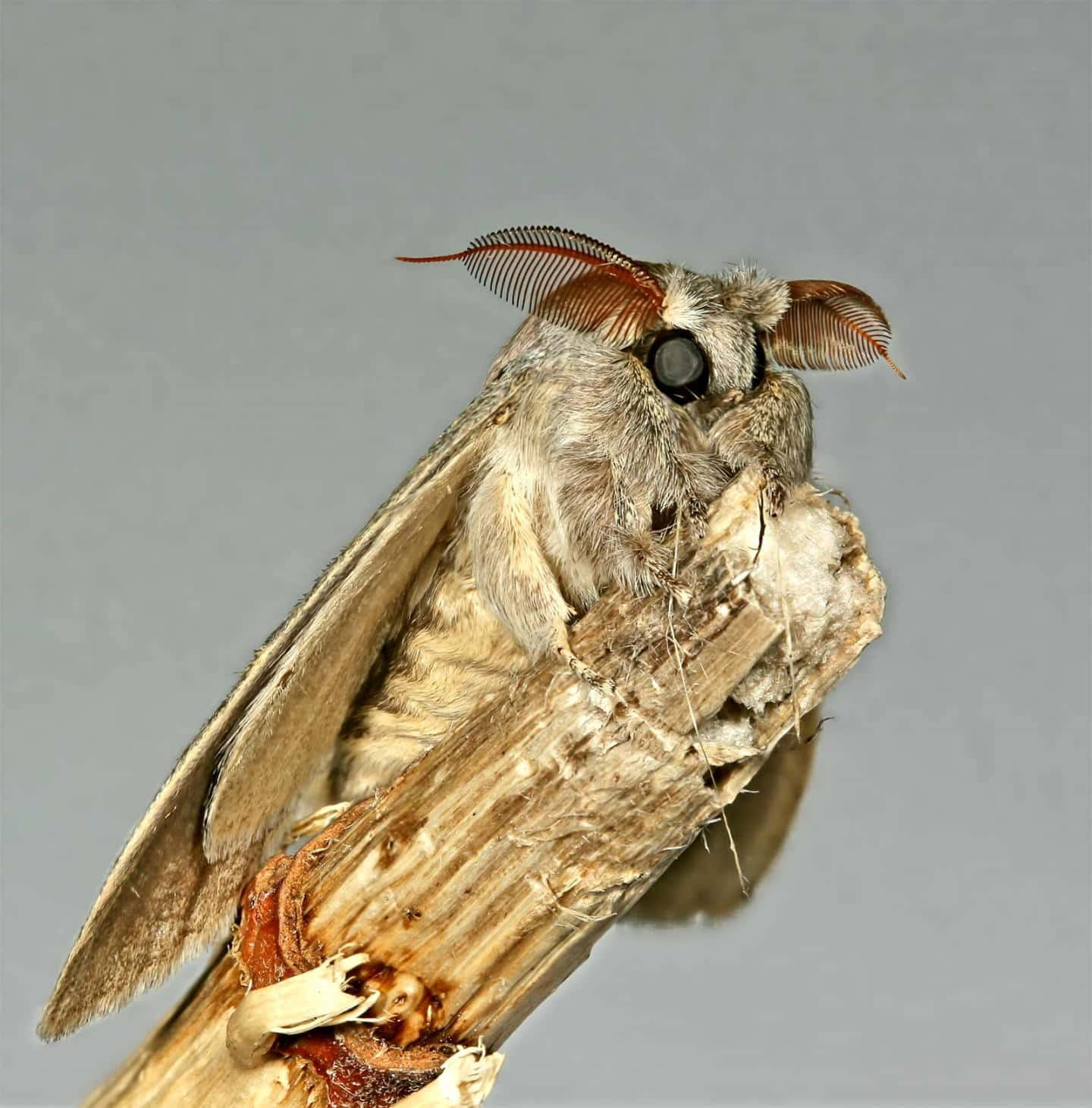 Gypsy Moth Closeup Wallpaper