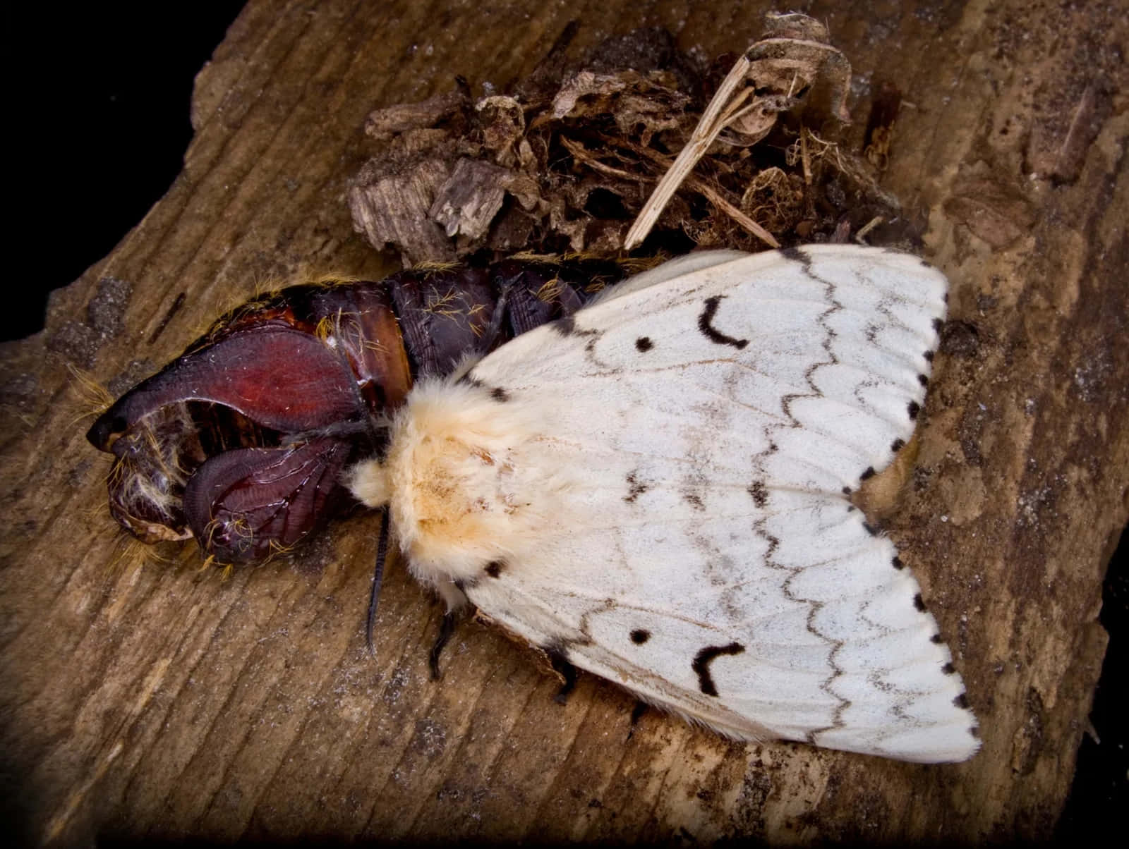 Sigøyner-moth Som Kommer Ut Av Puppen Bakgrunnsbildet