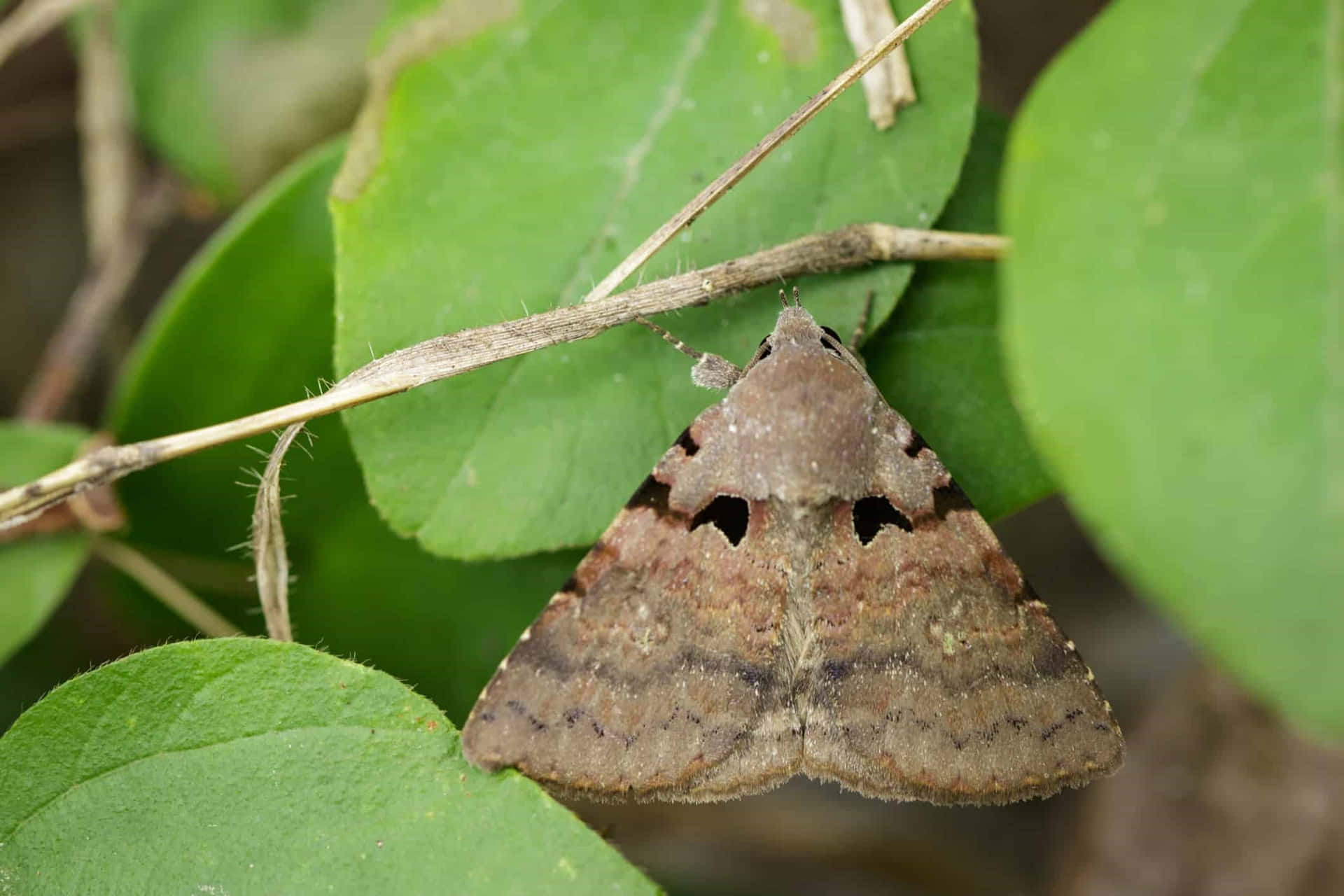 Gypsy Moth Restingon Leaves Wallpaper