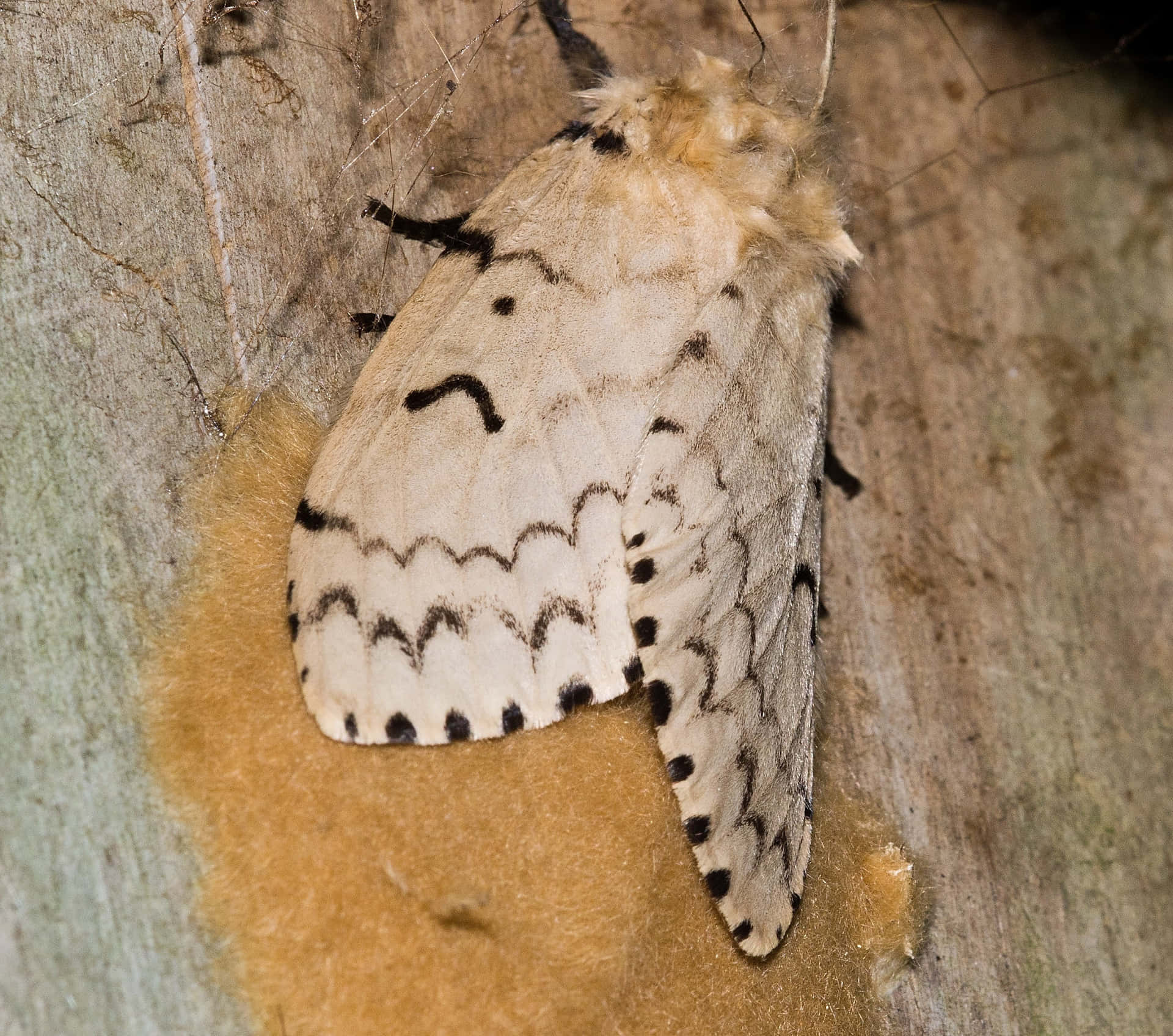 Gypsy-motti Puunkuorella Taustakuva