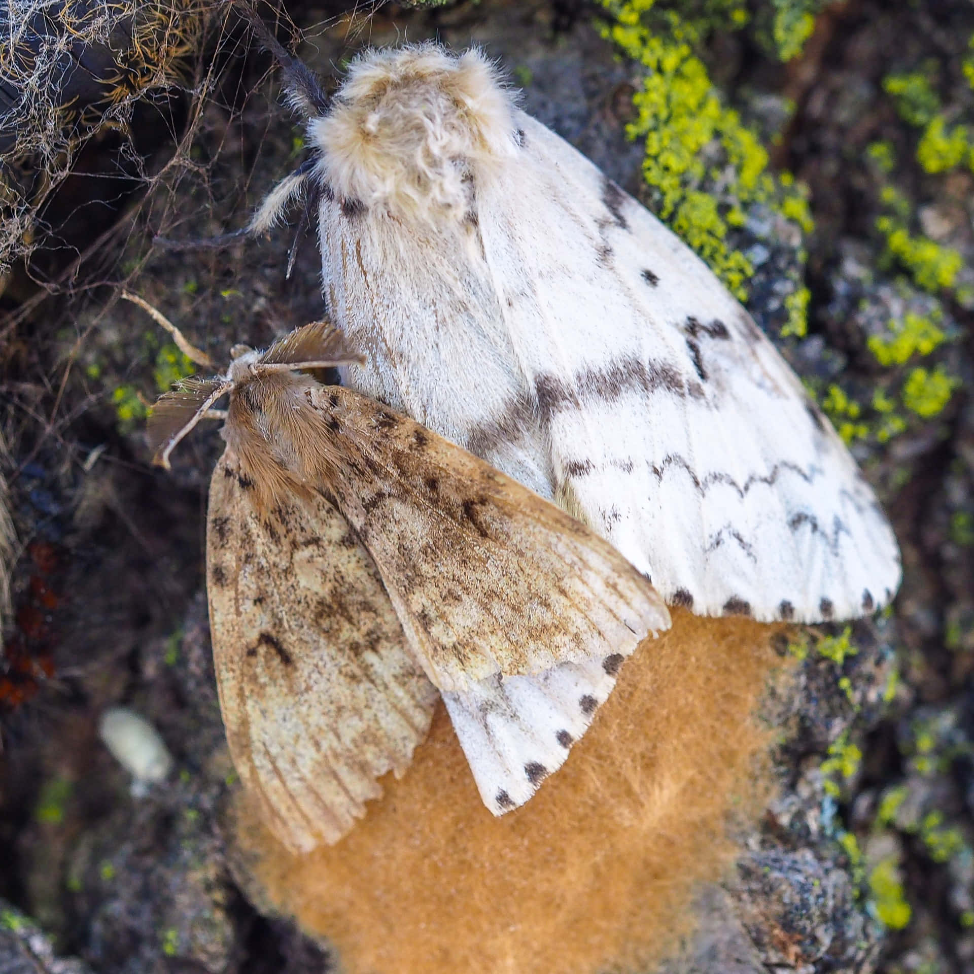 Fotografi Alam Moth Gypsy Yang Sedang Berpasangan Wallpaper