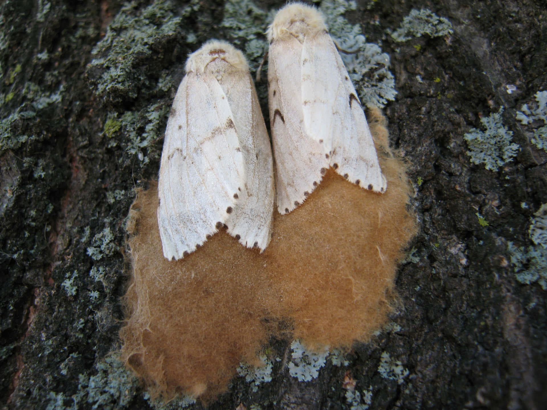 Sigøyner-moths På Trebark Bakgrunnsbildet