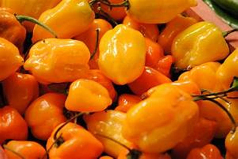 Habanero Orange Chili Pepper Spice Wallpaper