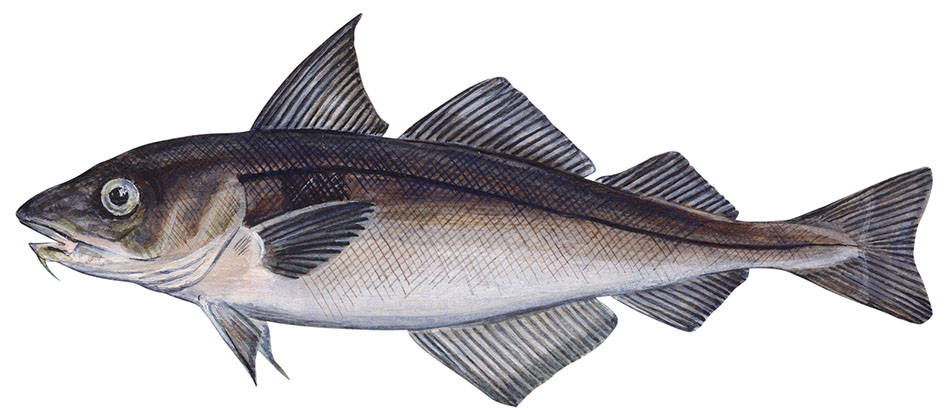 Haddock Fish Anatomy Digital Illustration Wallpaper