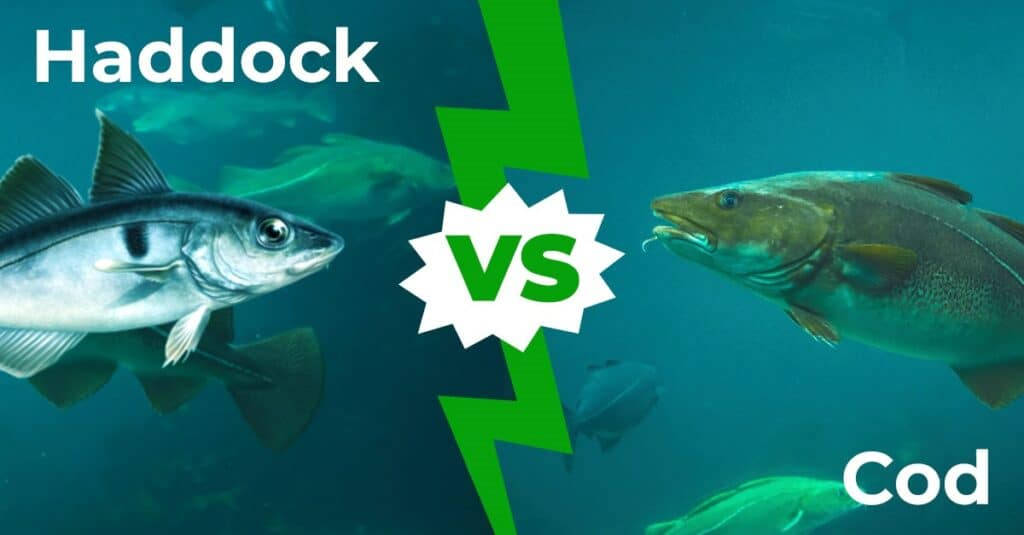 Haddock Fish Versus Cod Fish Graphic Art Wallpaper