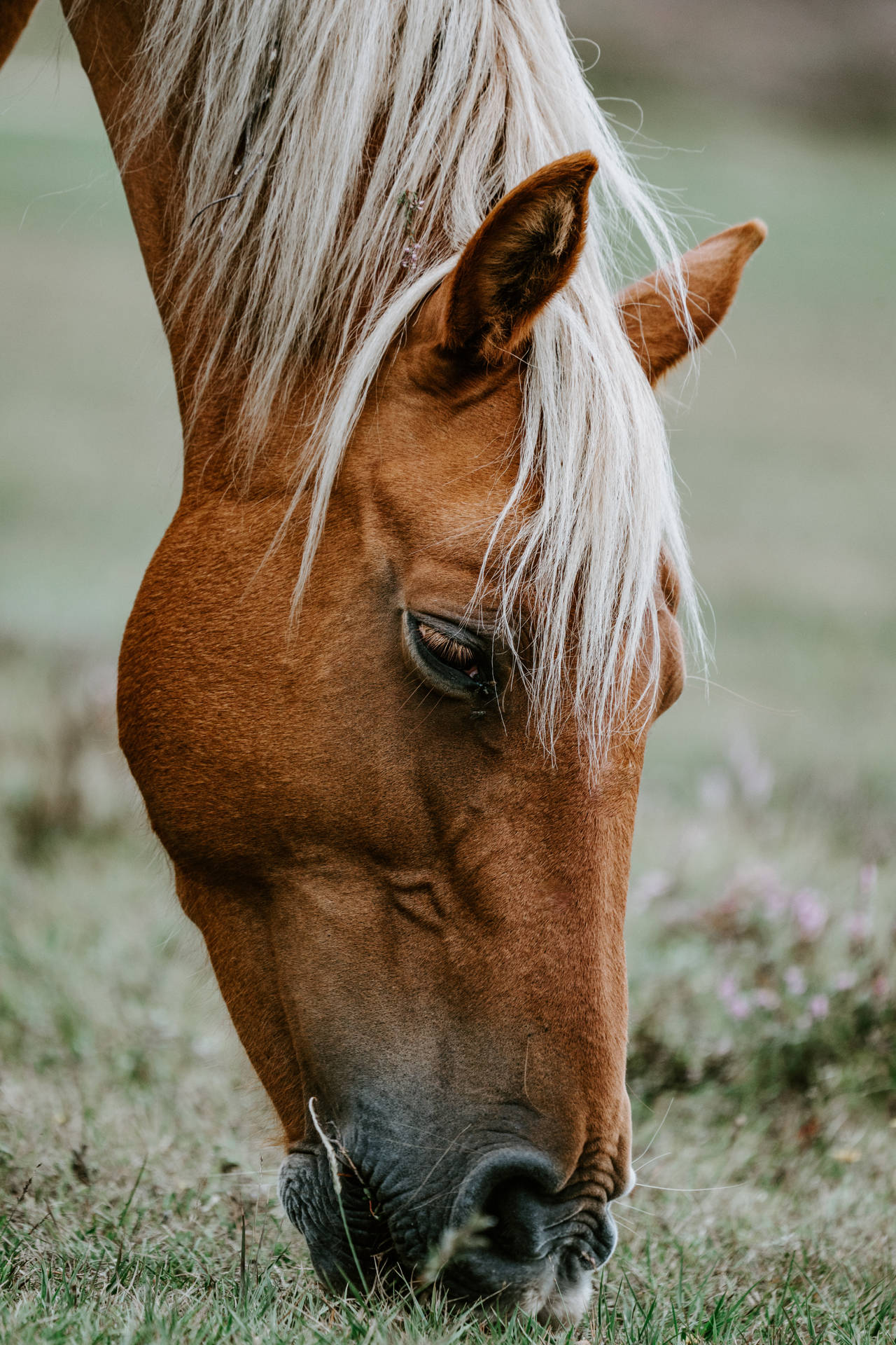Haflinger Horse Face