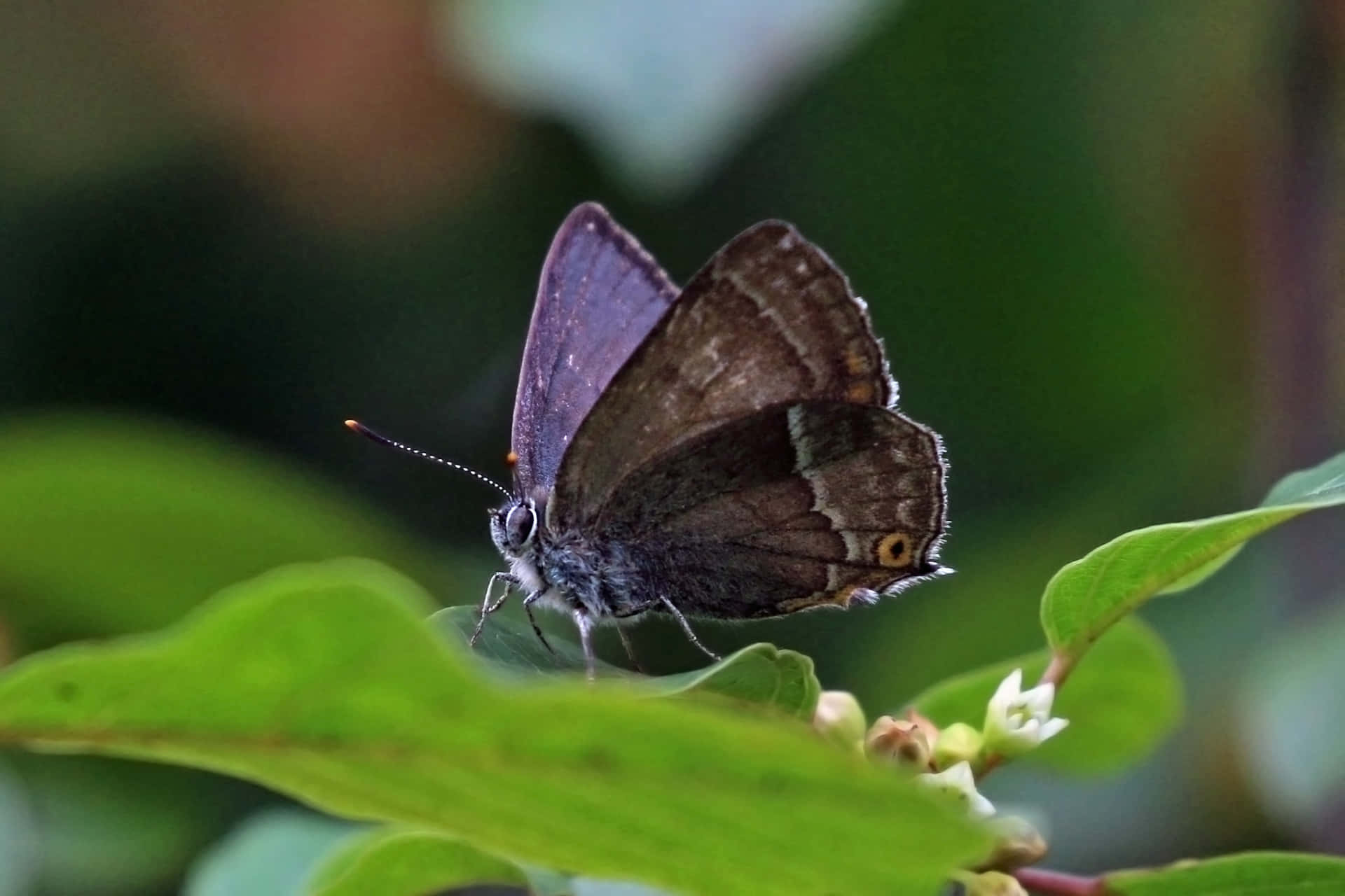 Hairstreak_ Butterfly_ Perched_on_ Leaf Wallpaper