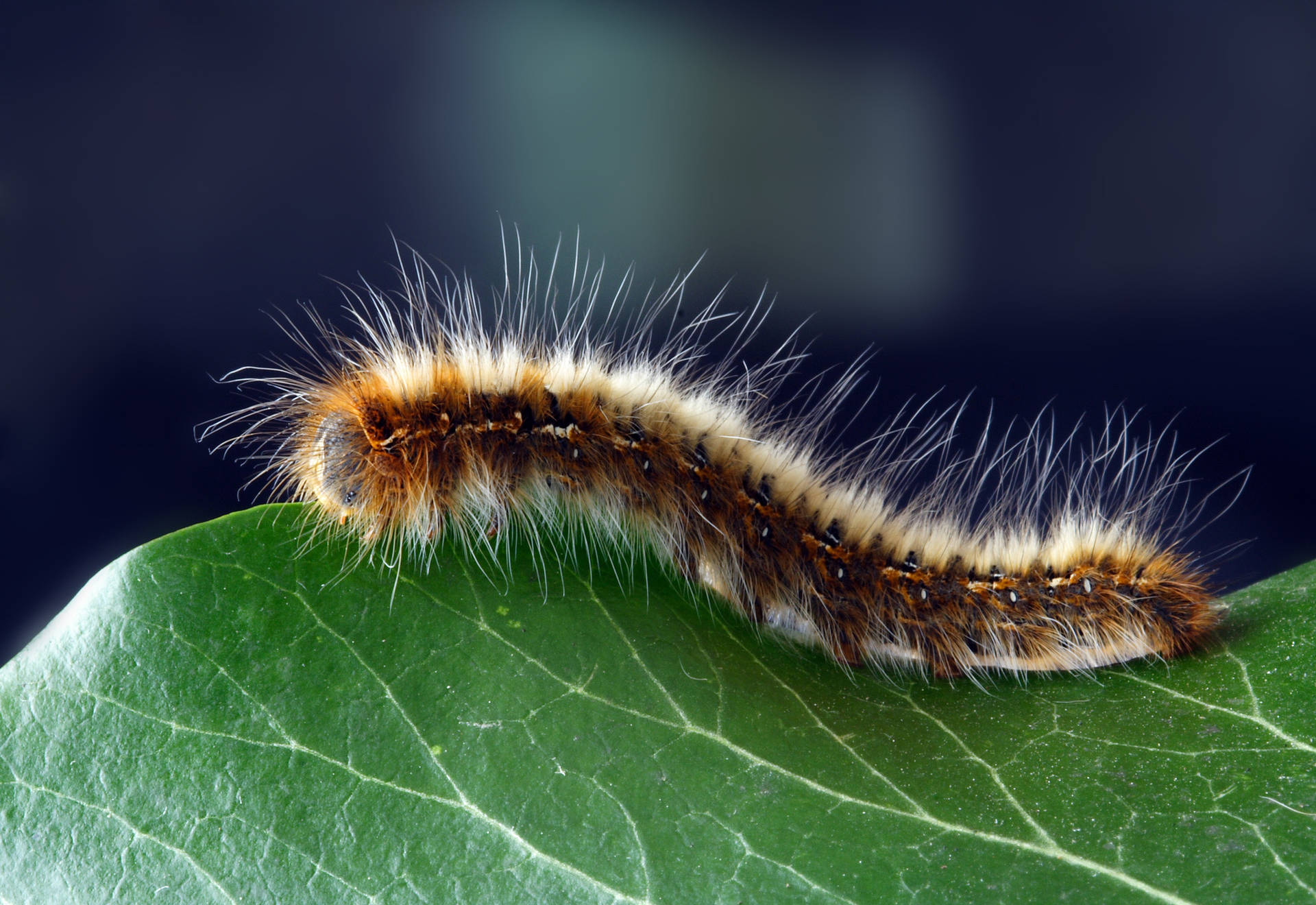 Håret caterpillar ligner en orm Wallpaper