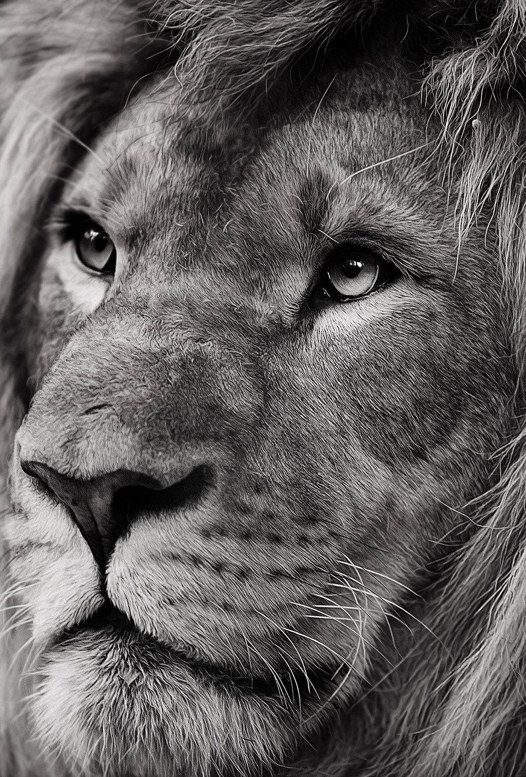 Hairy Face Lion iPhone Wallpaper