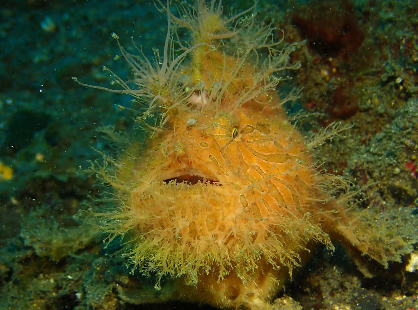 Hairy Frogfish Camouflage Wallpaper