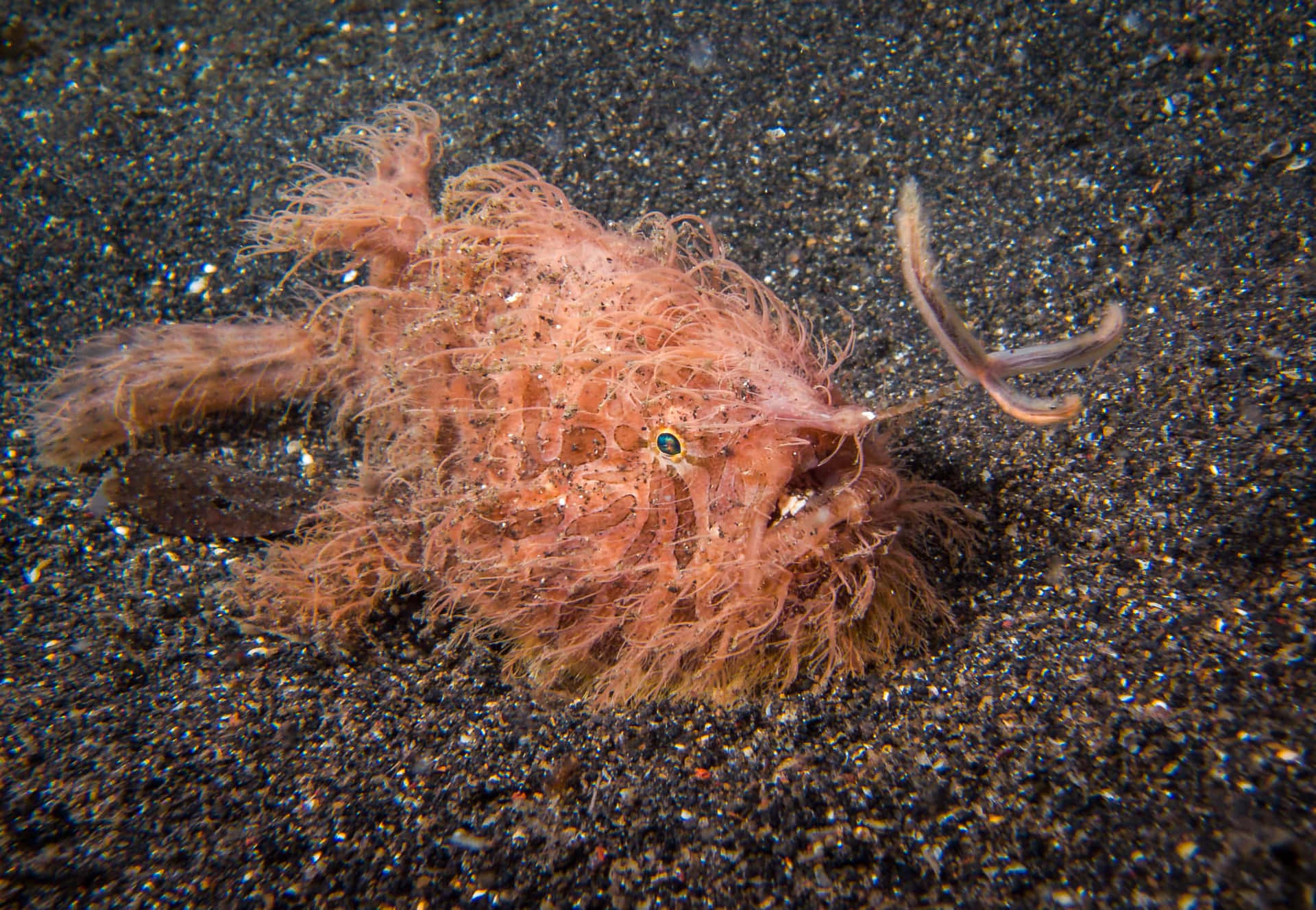 Hairy Frogfish Camouflagedon Seabed Wallpaper