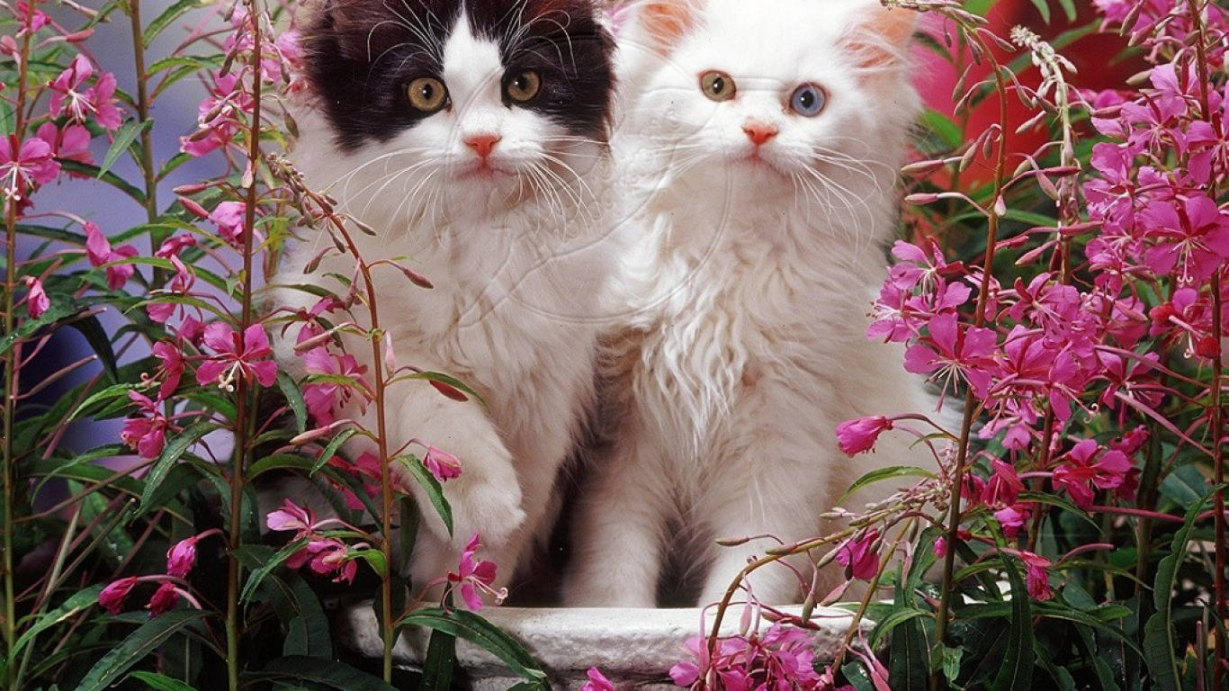 Hairy Kittens In Flower Garden Wallpaper