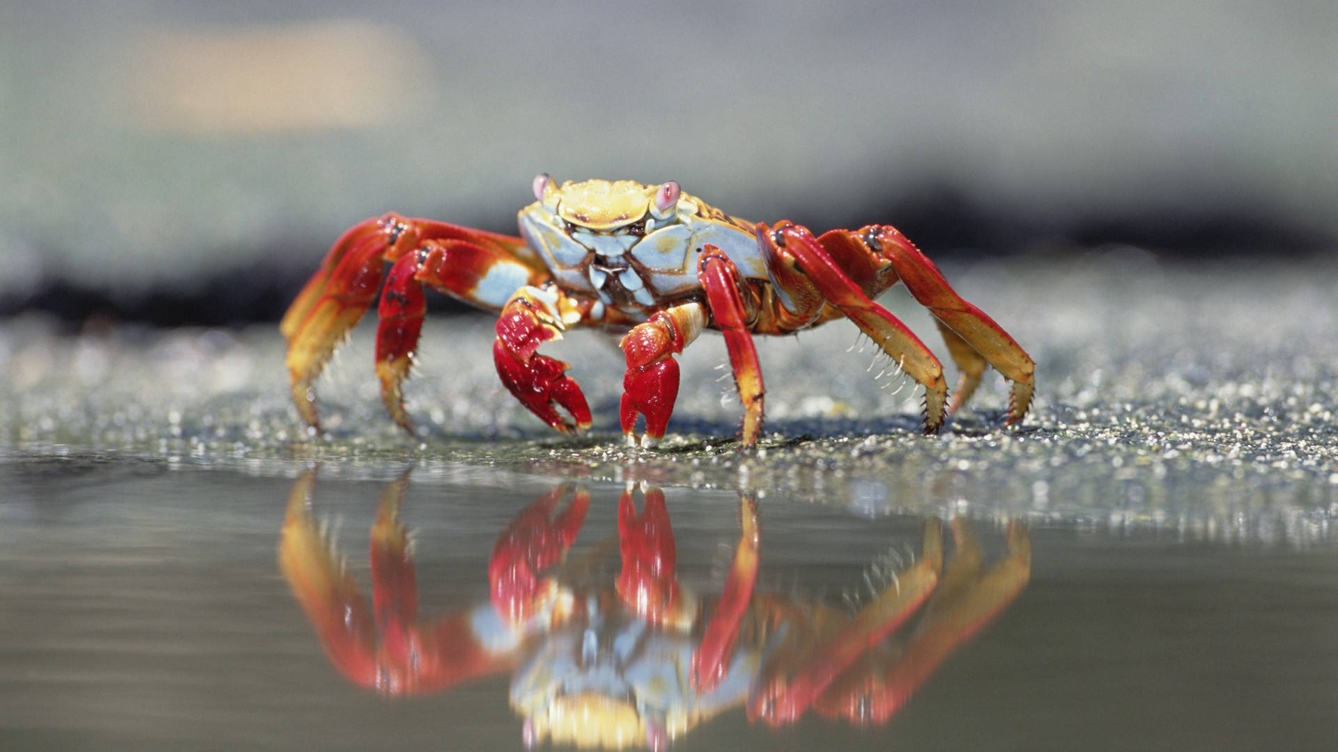 Hairy Red Crab Wallpaper