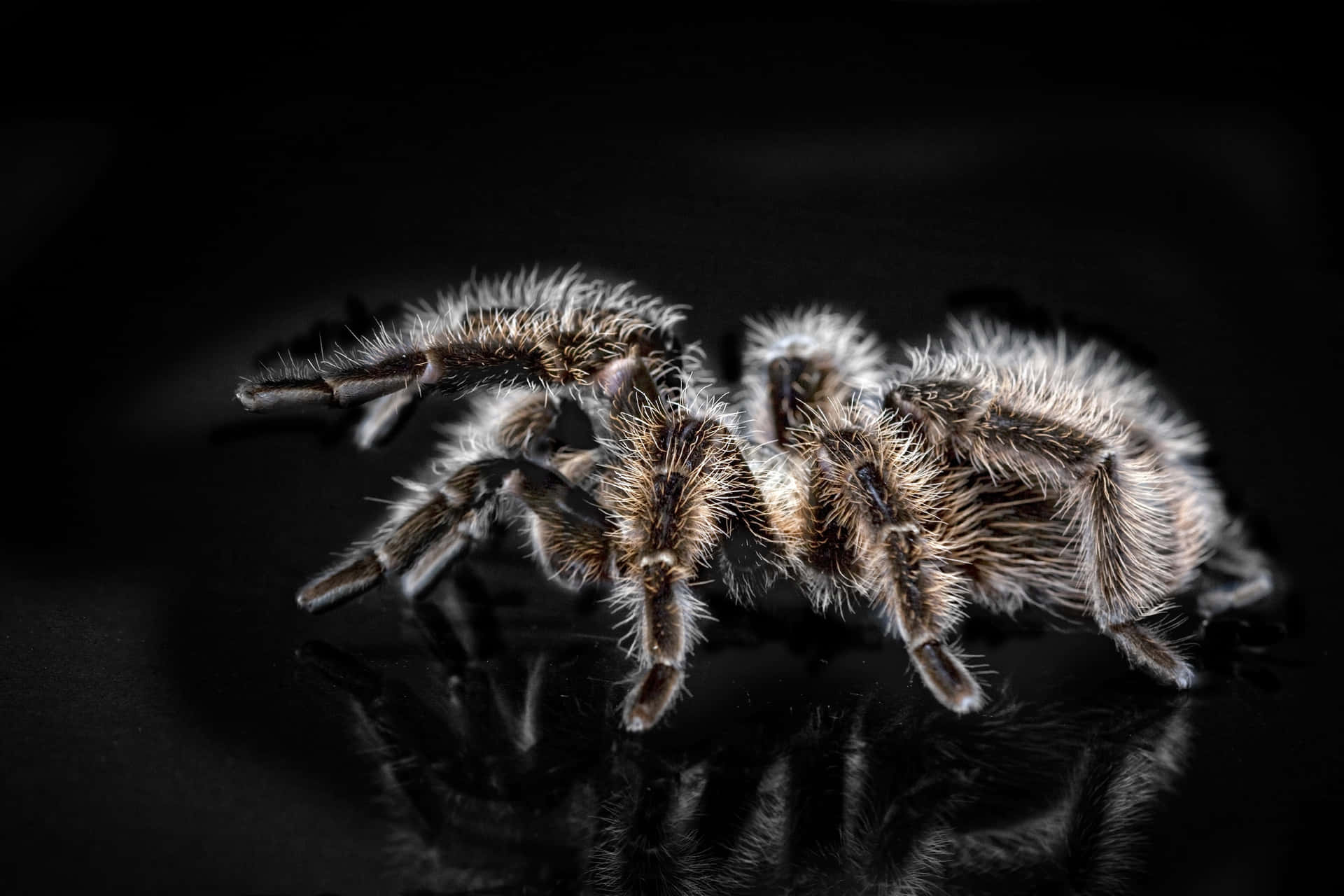 Hairy Spider Reflection Wallpaper