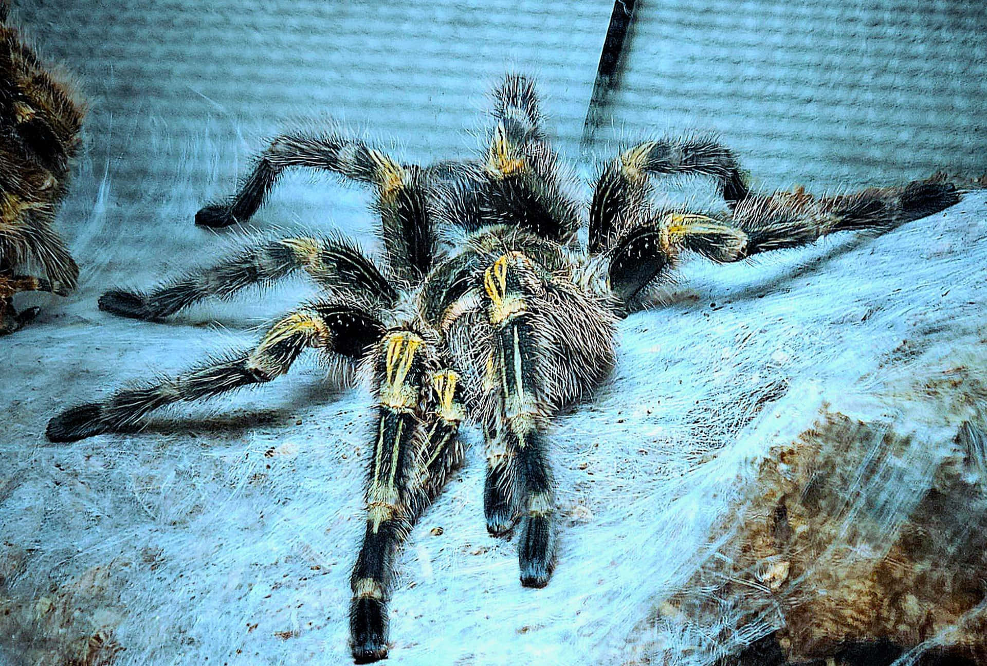 Hairy Tarantulaon Web Wallpaper