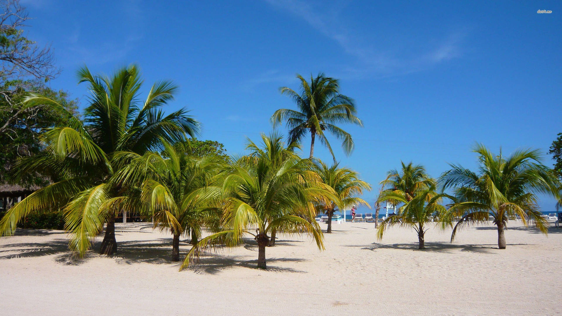 Haiti Coconut Trees