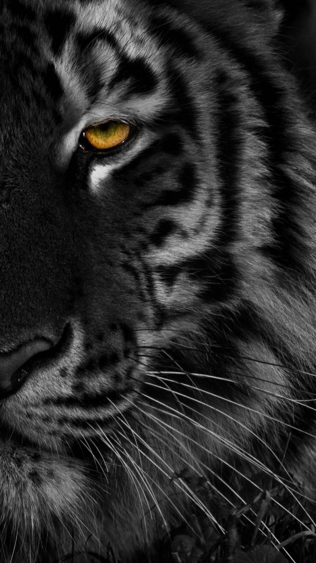 Half Face Of Black Tiger