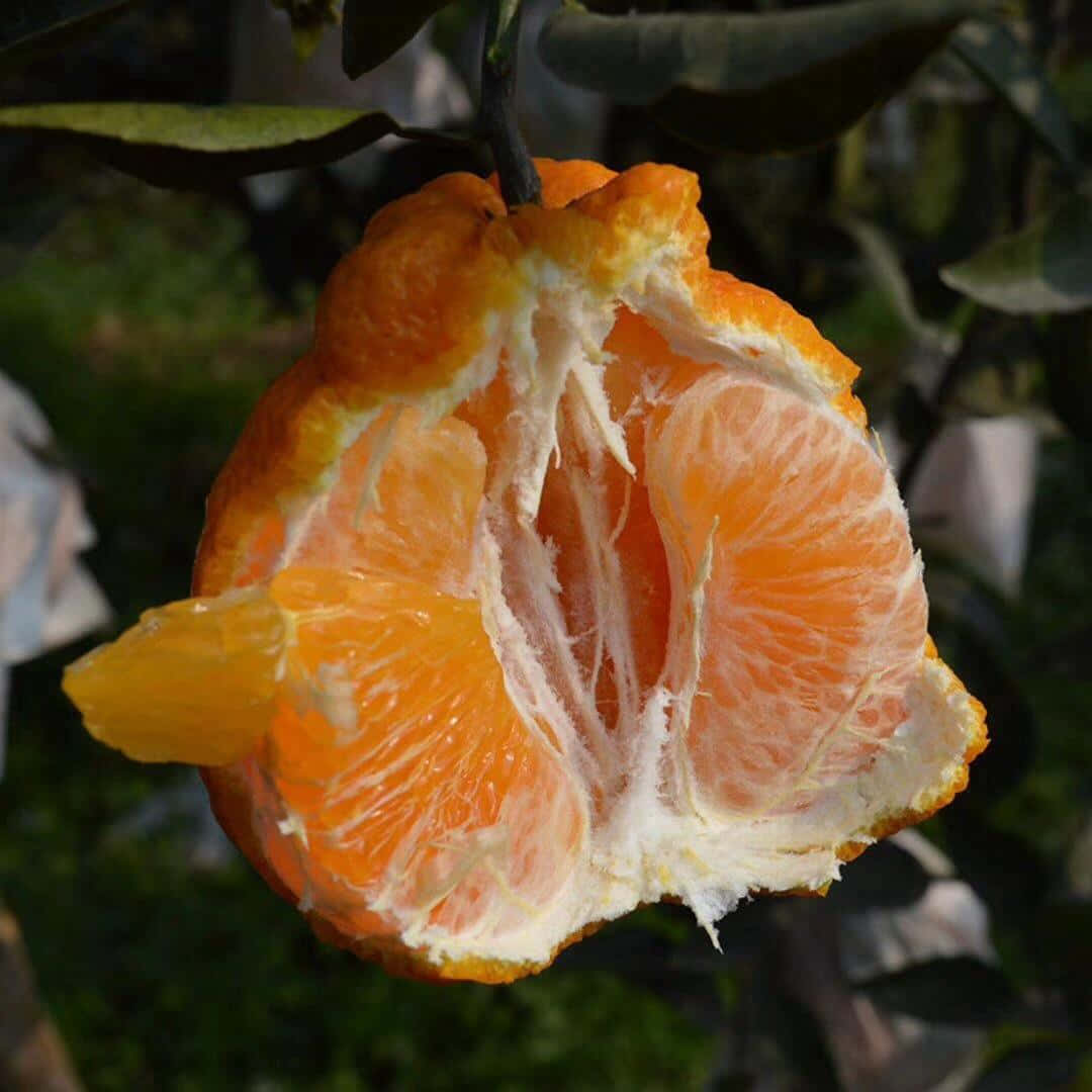 Frutacítrica Medio Pelada De Naranja Ugli. Fondo de pantalla