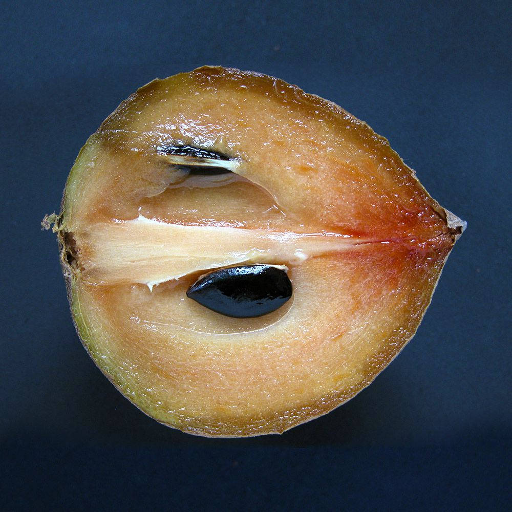 Half Sliced ​​sapodilla Fruit Picture