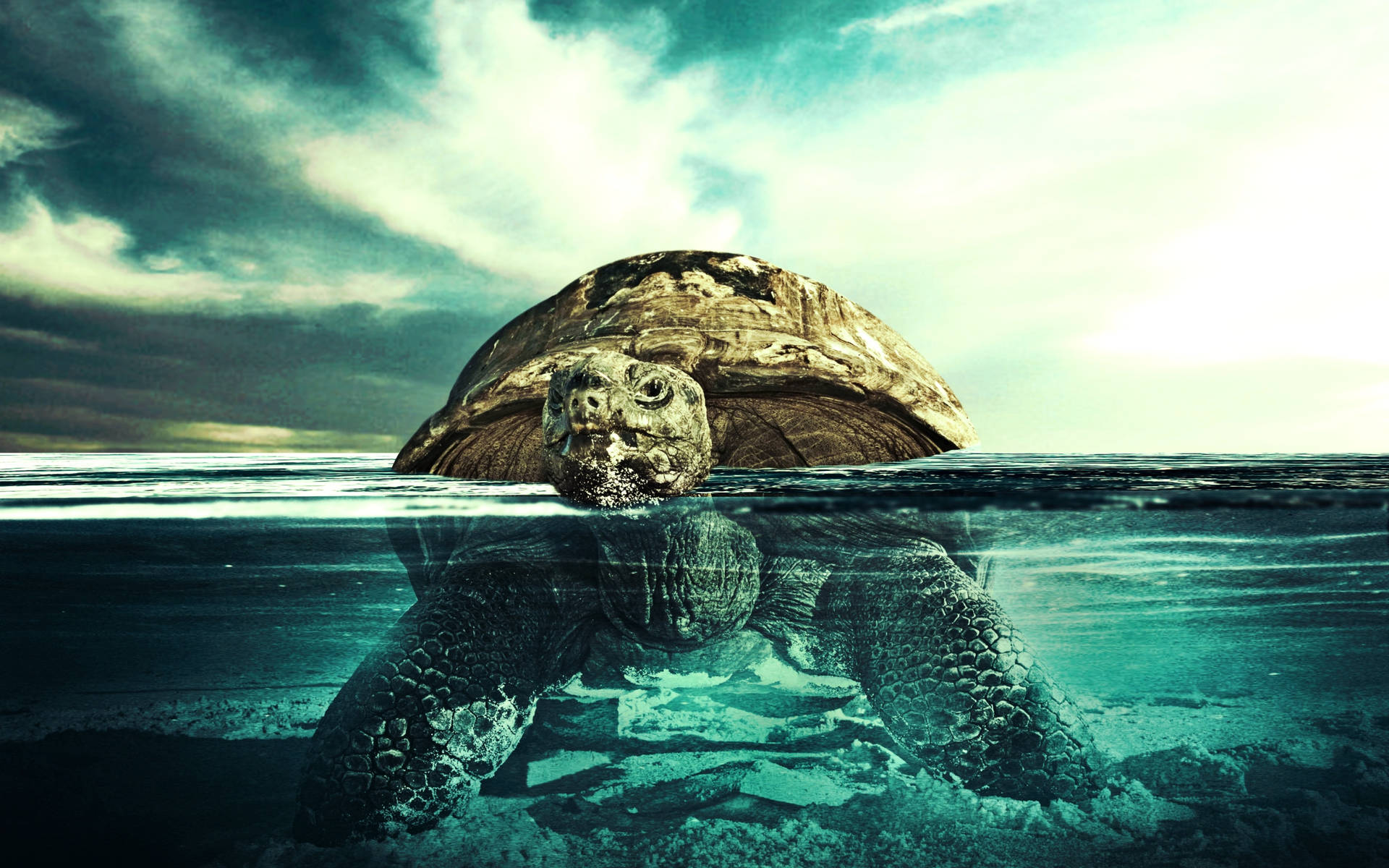 Half-submerged Tortoise Photo Wallpaper