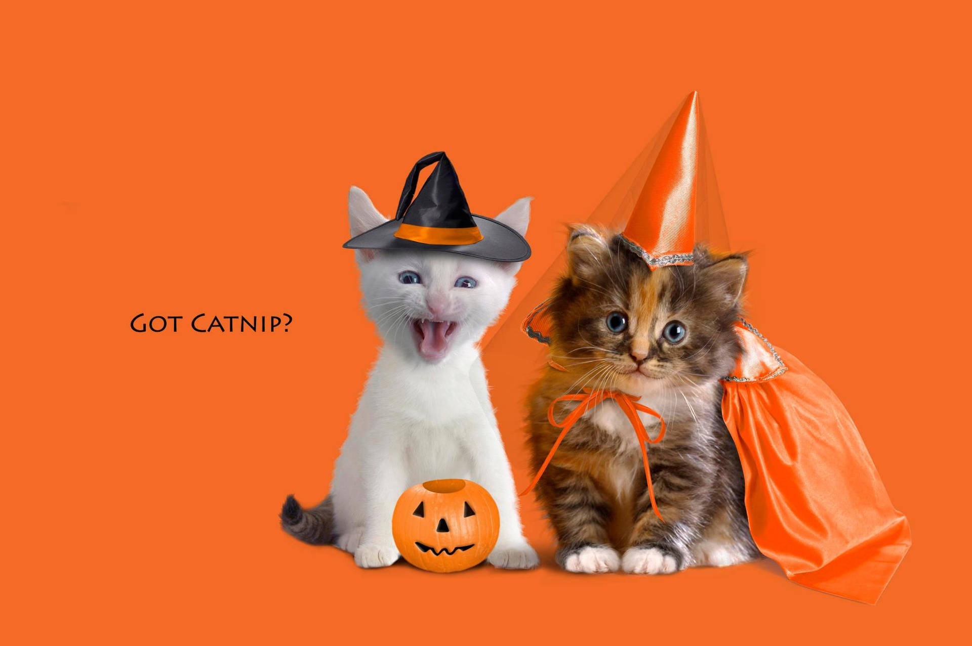 Halloween Aesthetic Cats Wallpaper