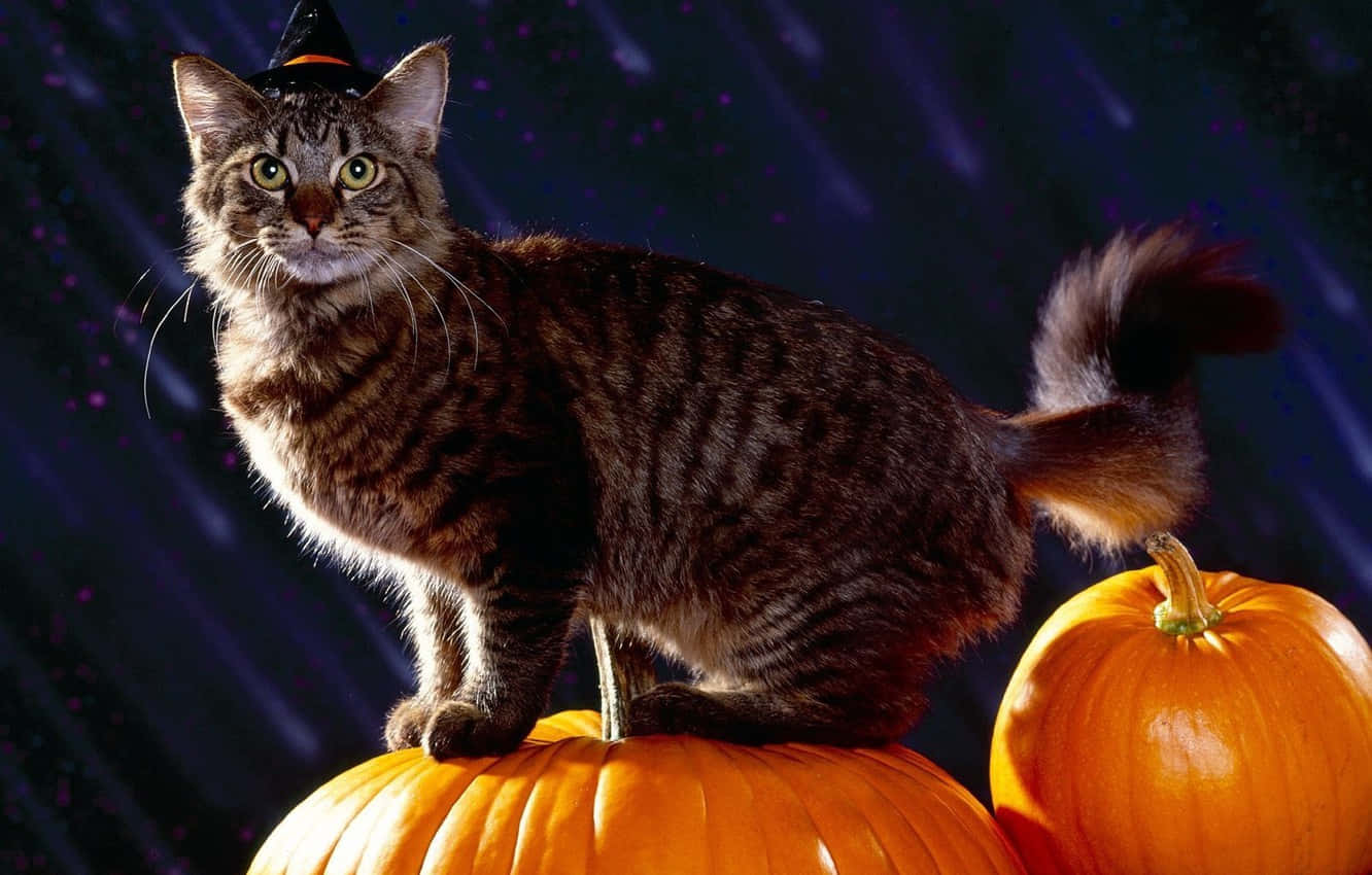 Unleash the Halloween Spirit with this playfully Spooky Cat!" Wallpaper