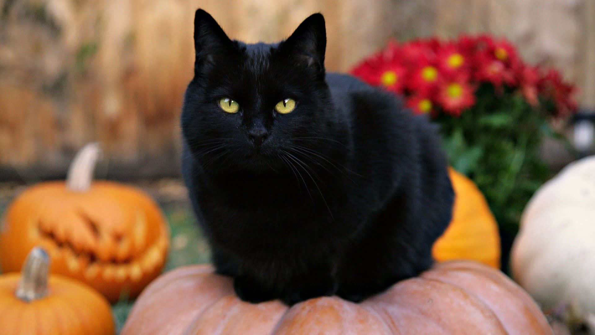 Spooky Black Cat in a Witch's Hat Wallpaper