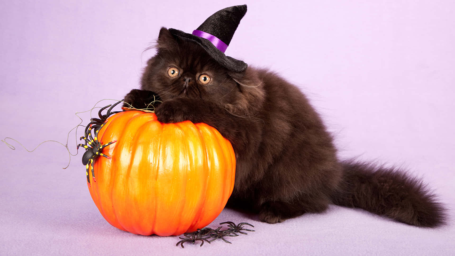 Fondode Pantalla De Halloween Con Un Gato De 1920 X 1080. Fondo de pantalla