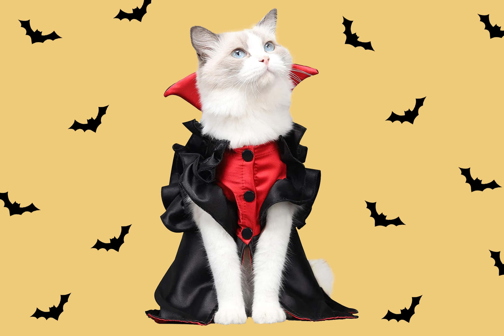 Happy Halloween from our spooky black cat! Wallpaper