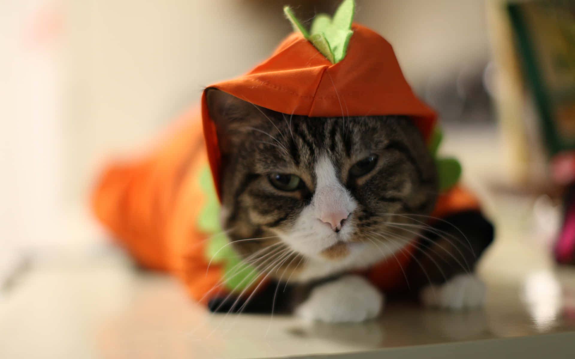 ¡prepáratepara Asustar A Tus Amigos De Forma Purr-fecta Este Halloween Con Este Espeluznante Gato! Fondo de pantalla
