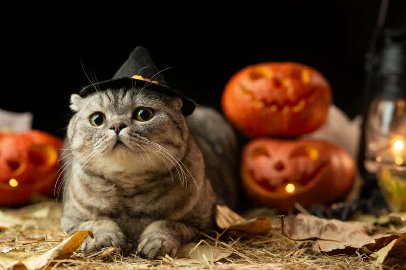 Halloween Cat Pictures Witch Picture