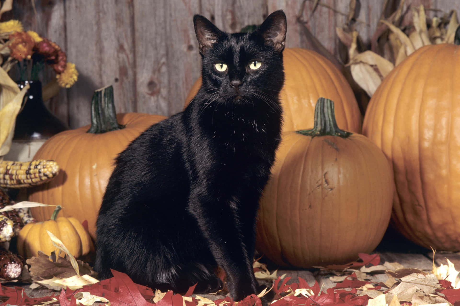 Make way for the spookiest kitty of them all this Halloween!