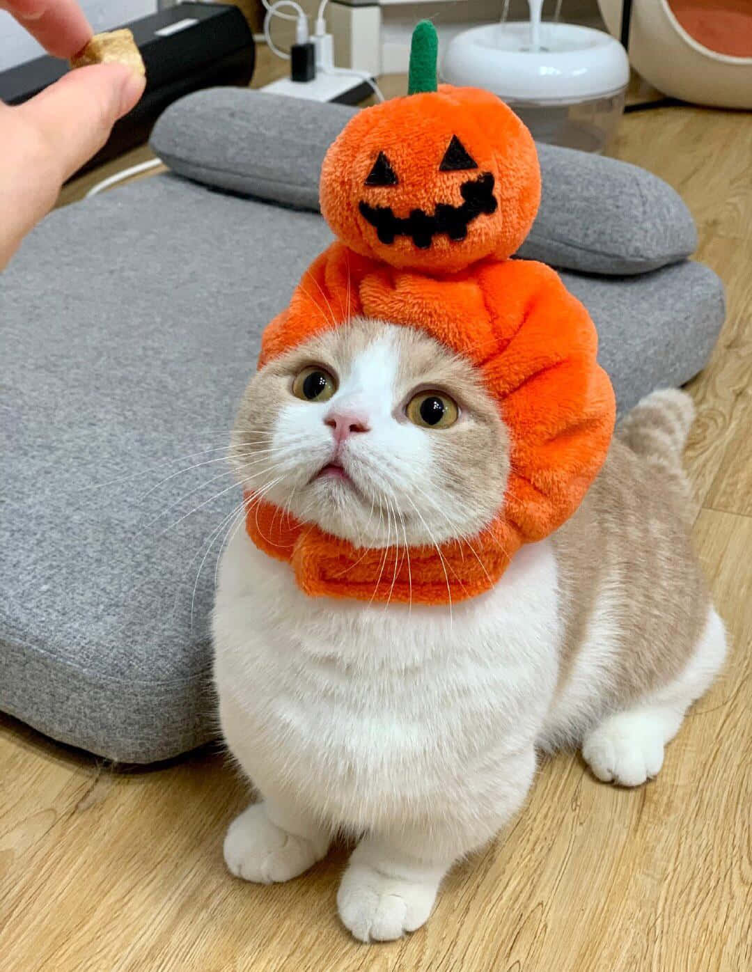 Halloween Cat Pictures Headband Picture