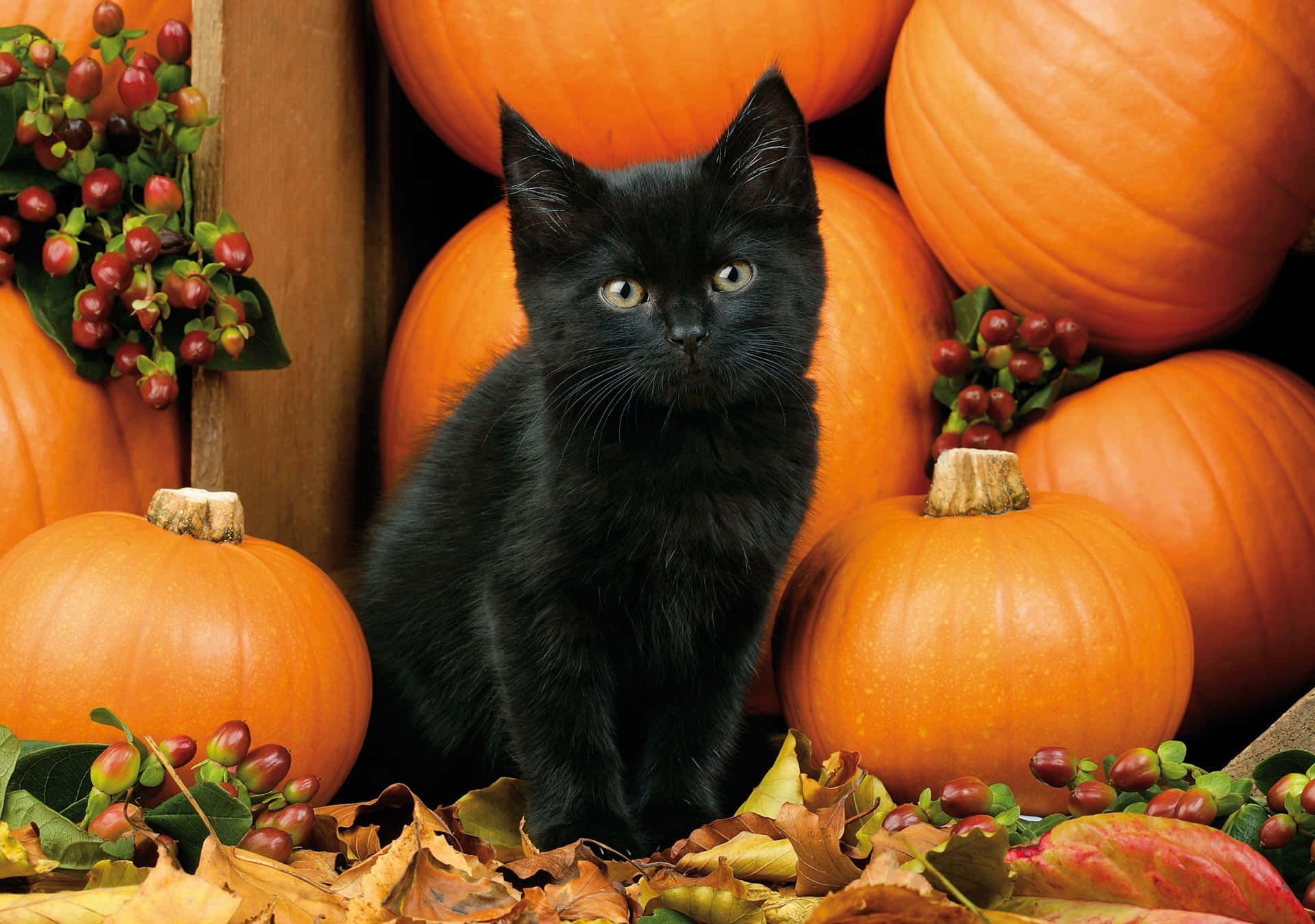 A Black Kitten Sitting In Front Of Pumpkins And Leaves