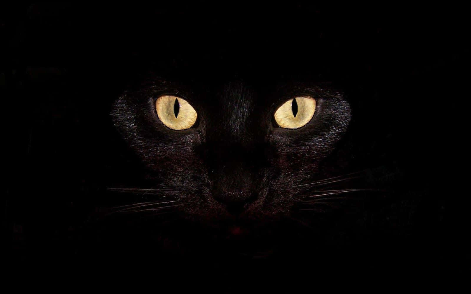 Gruseligstezeit Des Jahres: Hab Einen Fröhlichen Halloween Mit Dieser Niedlichen Katze!