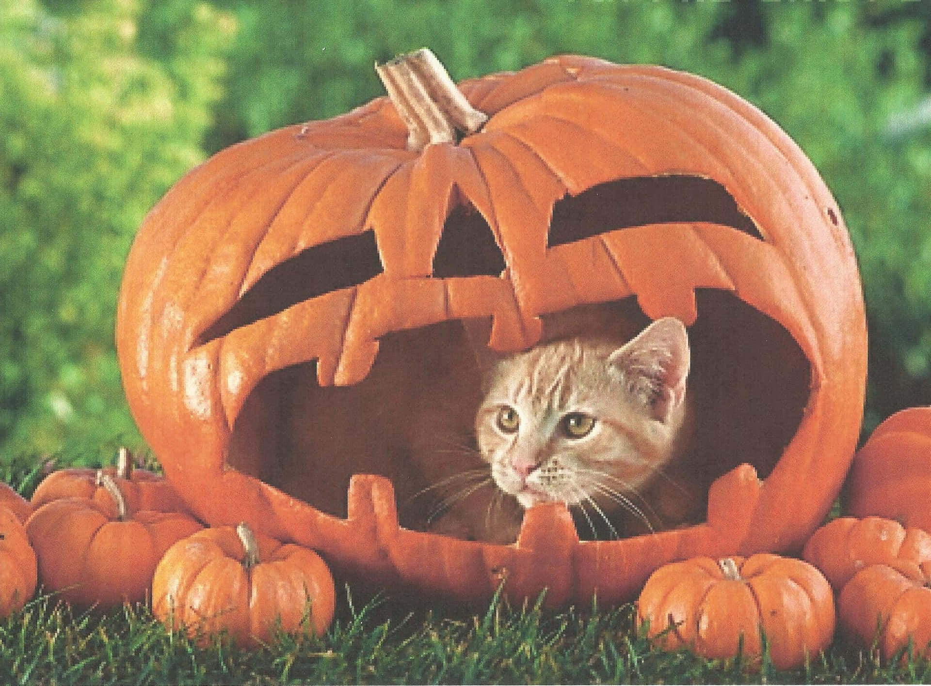 Halloween Cat Pictures 1982 X 1462 Picture