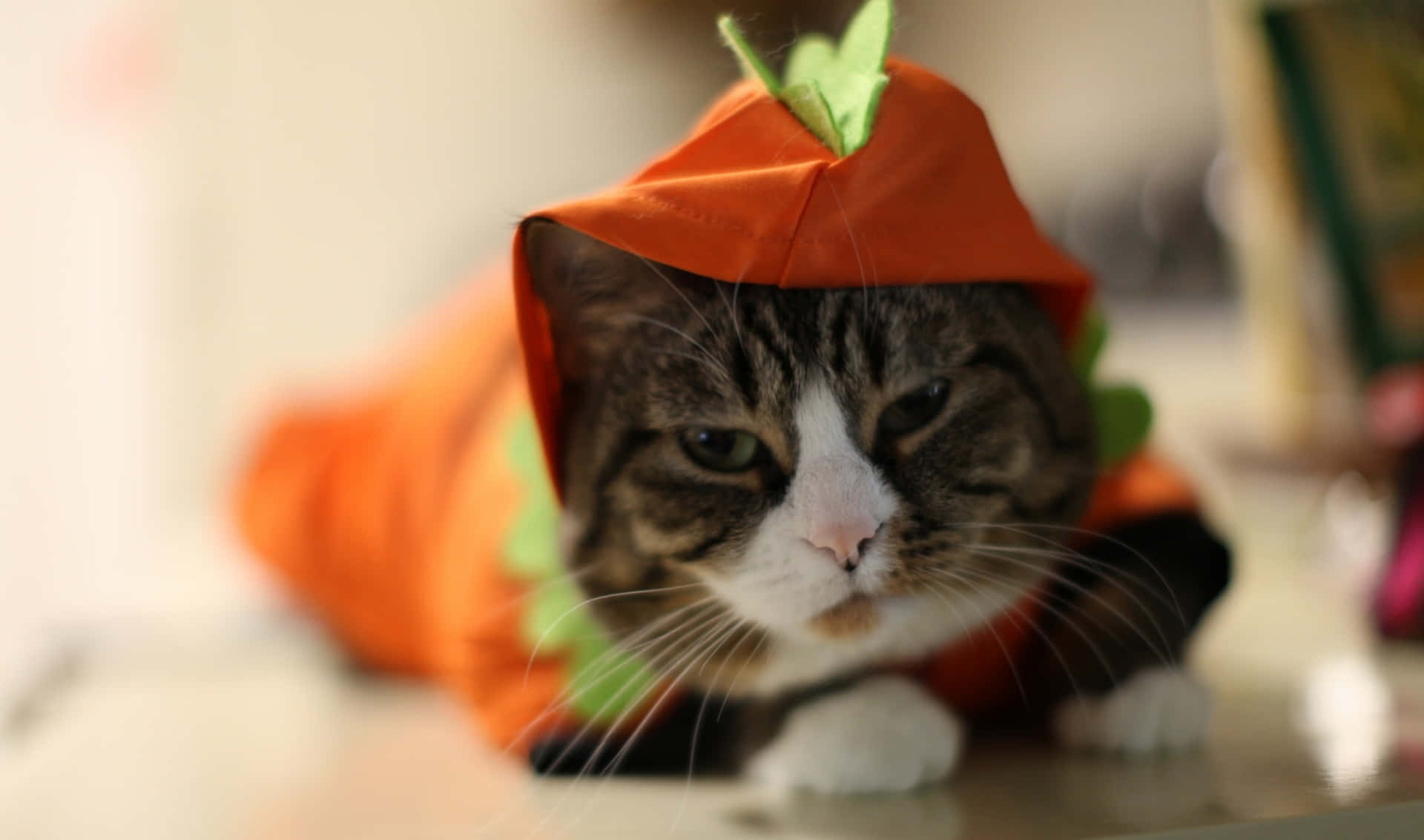 Get into the Halloween spirit with this adorable little cat!