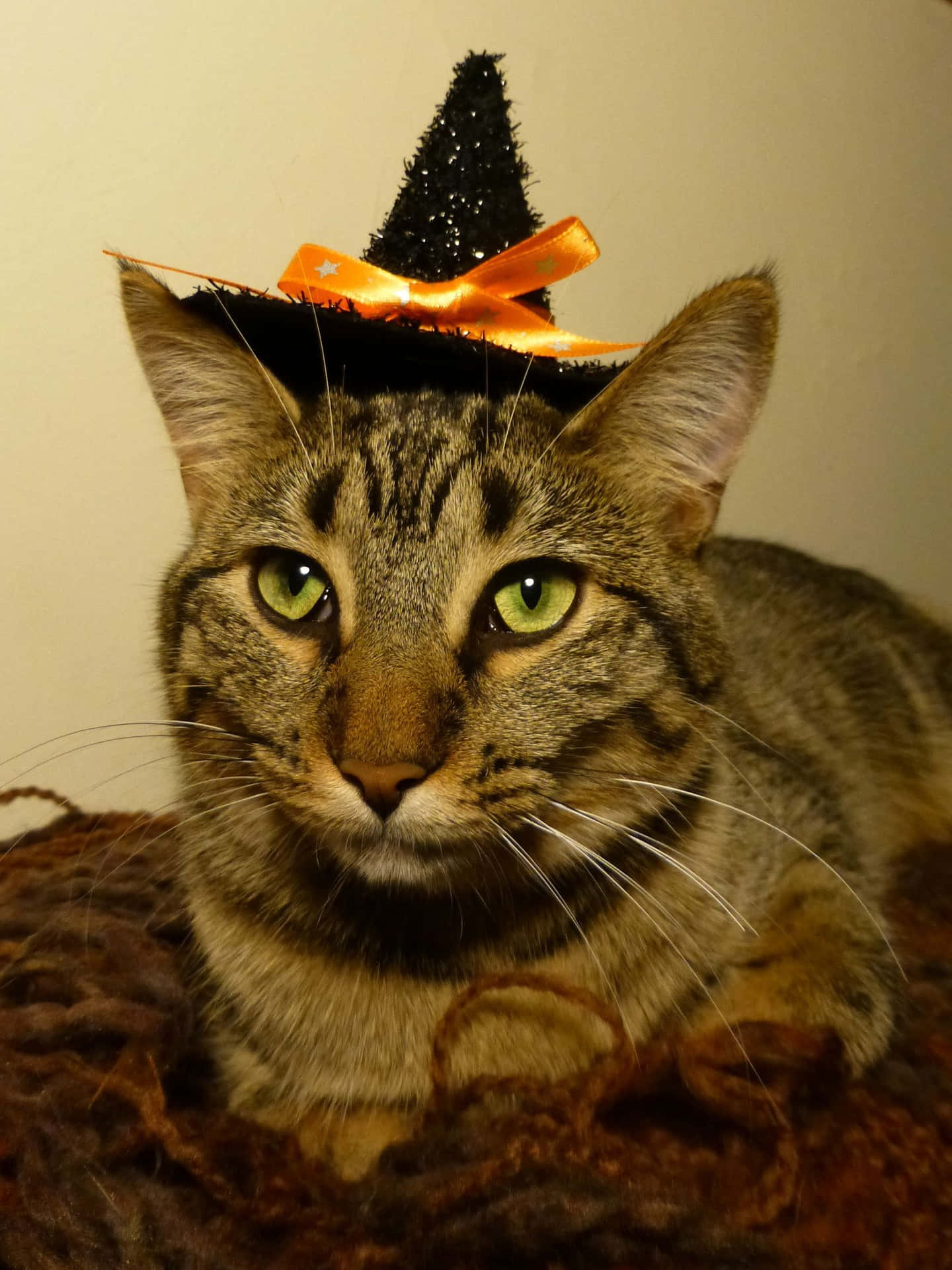 Get into the Halloween spirit with this spooky black cat!