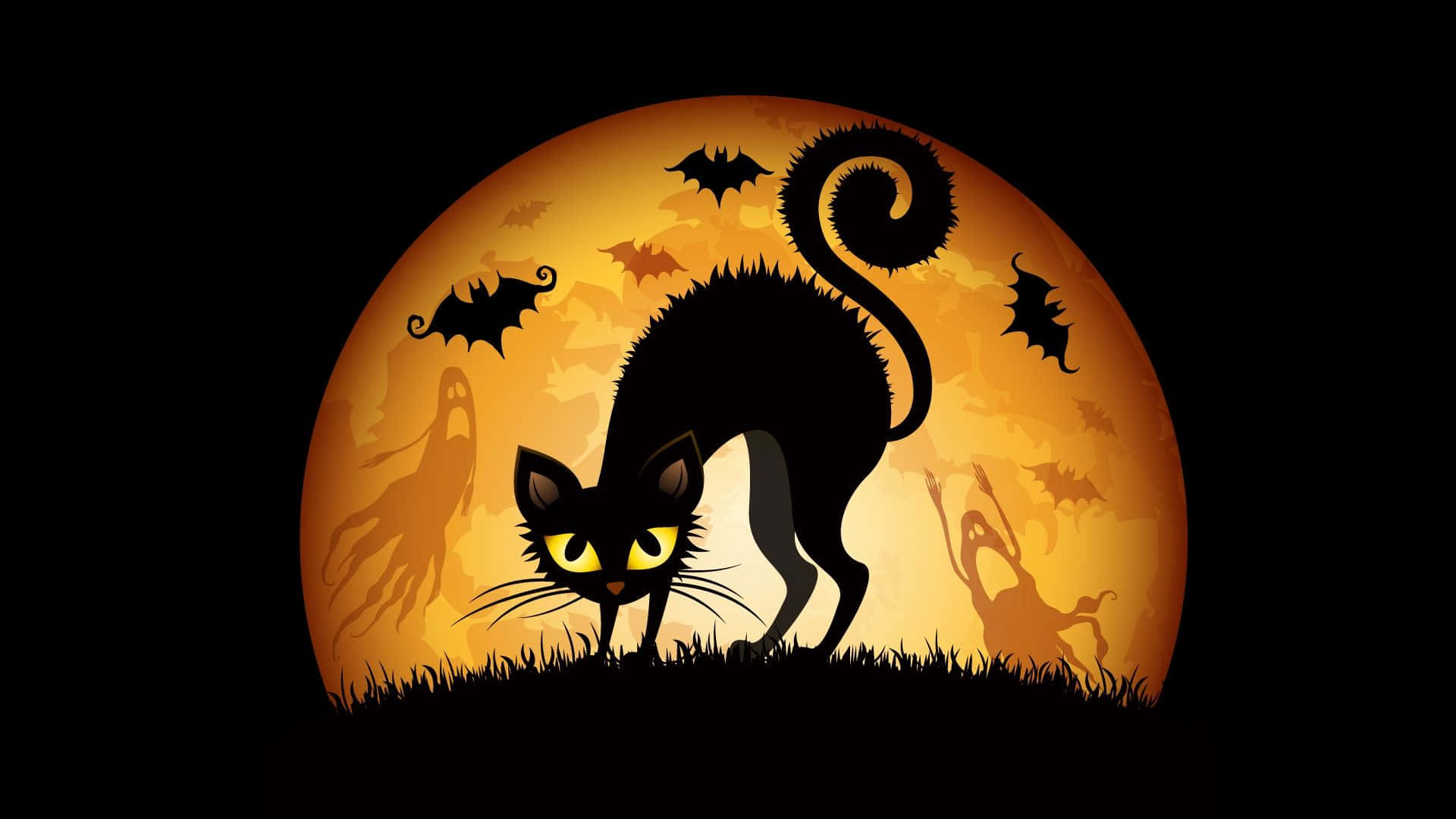 Halloween Cat Pictures 1920 X 1080 Picture
