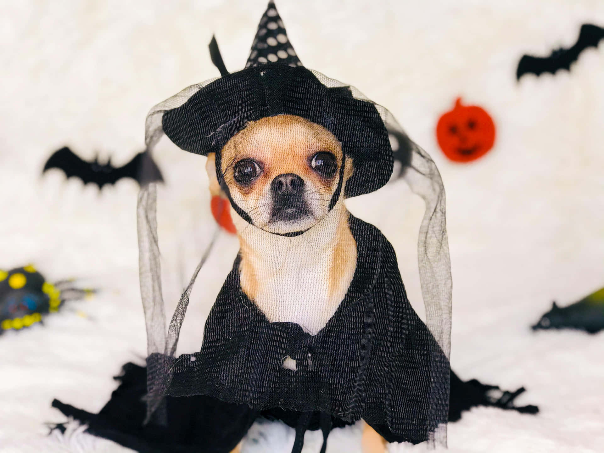 Halloween Chihuahua Witch Costume Wallpaper