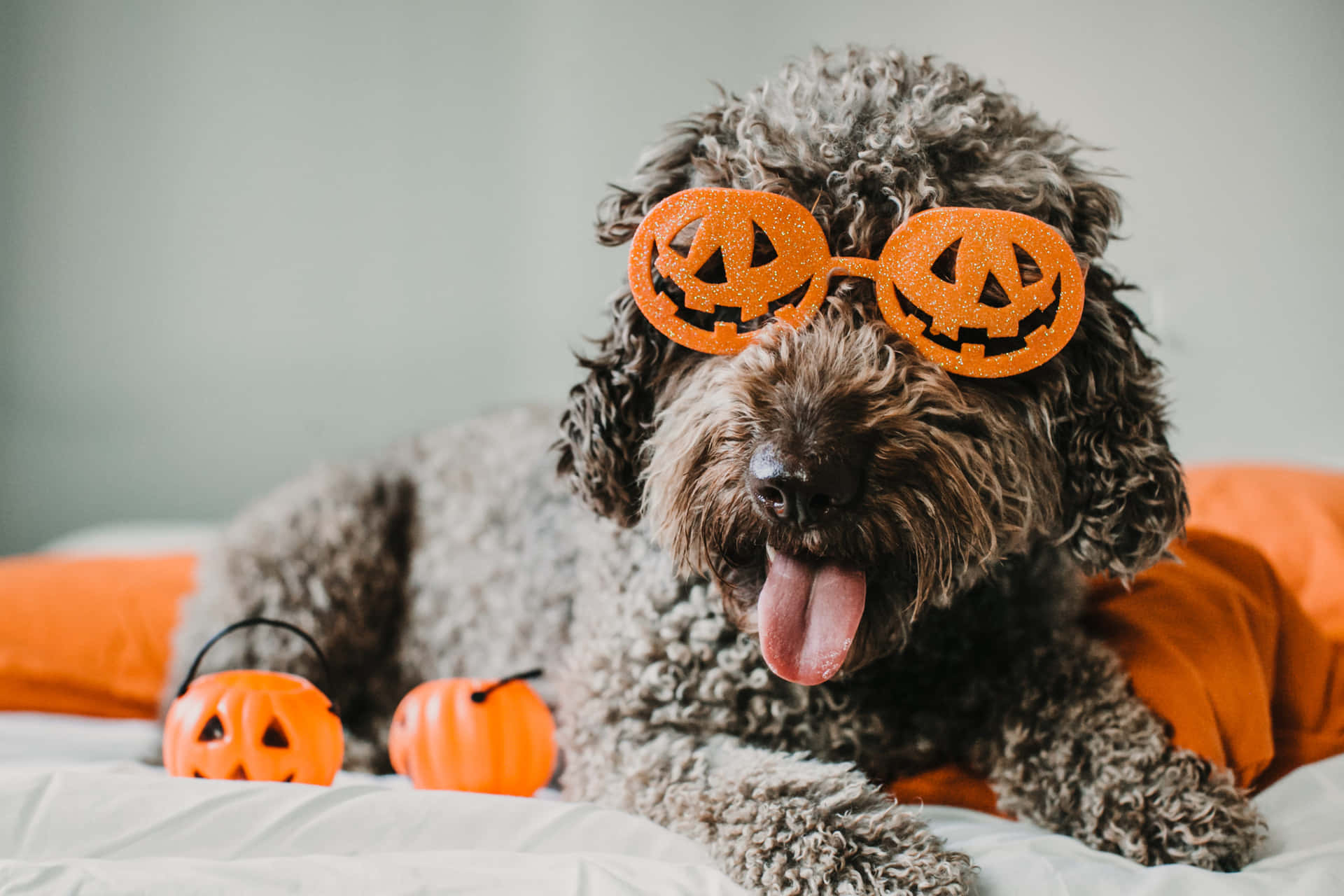 Halloween Costume Dogwith Pumpkin Glasses Wallpaper