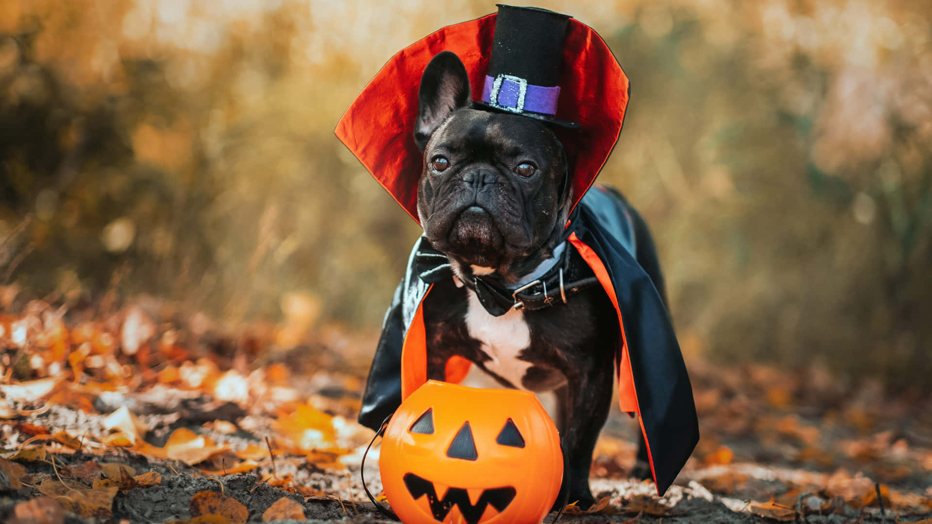 Släpplös Din Kreativitet I Halloween Och Klä Ut Dig I Den Mest Unika Kostymen!