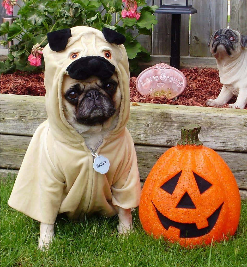 A Pug Dressed In A Halloween Costume