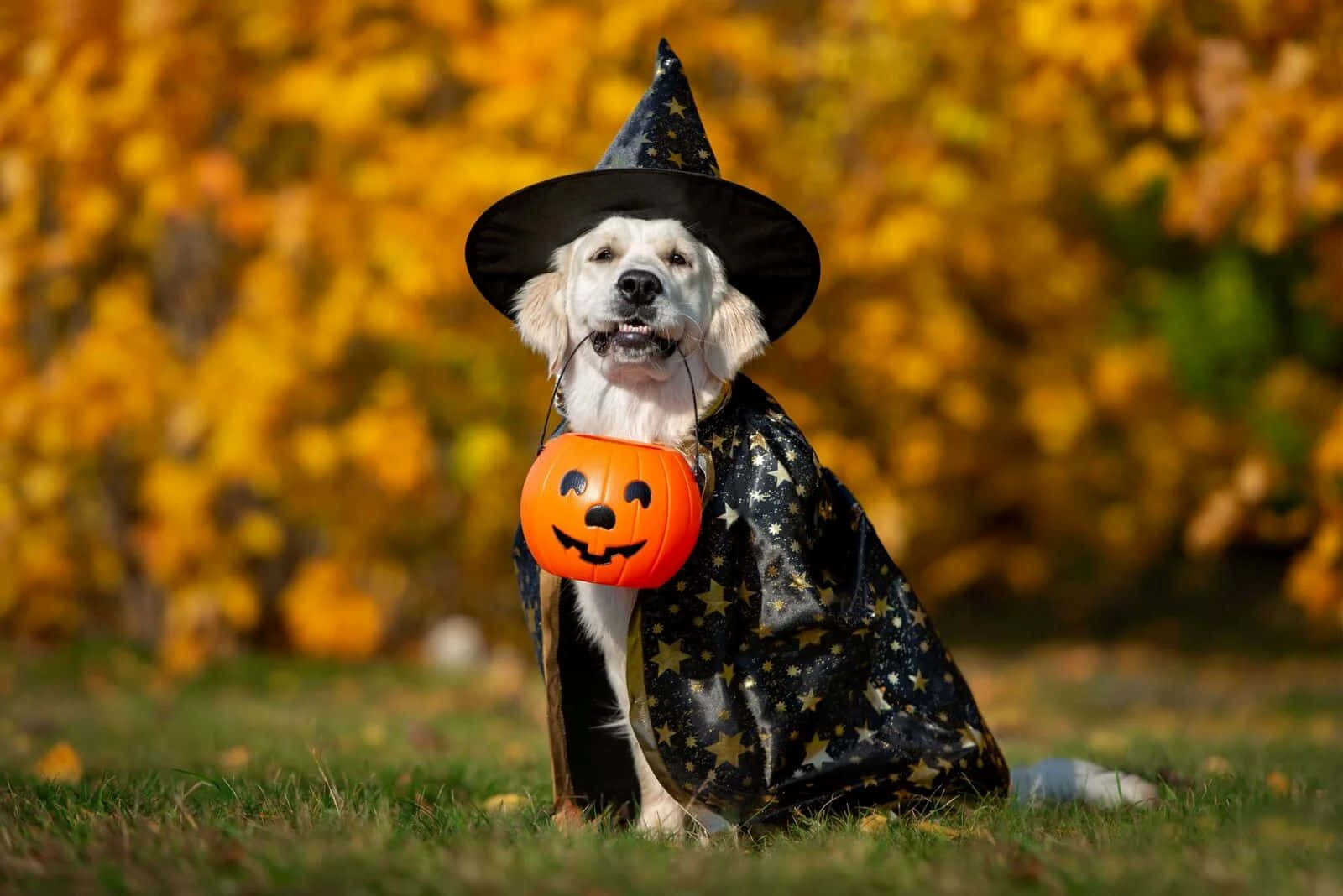 Halloween Costumed Dog With Pumpkin Basket Wallpaper