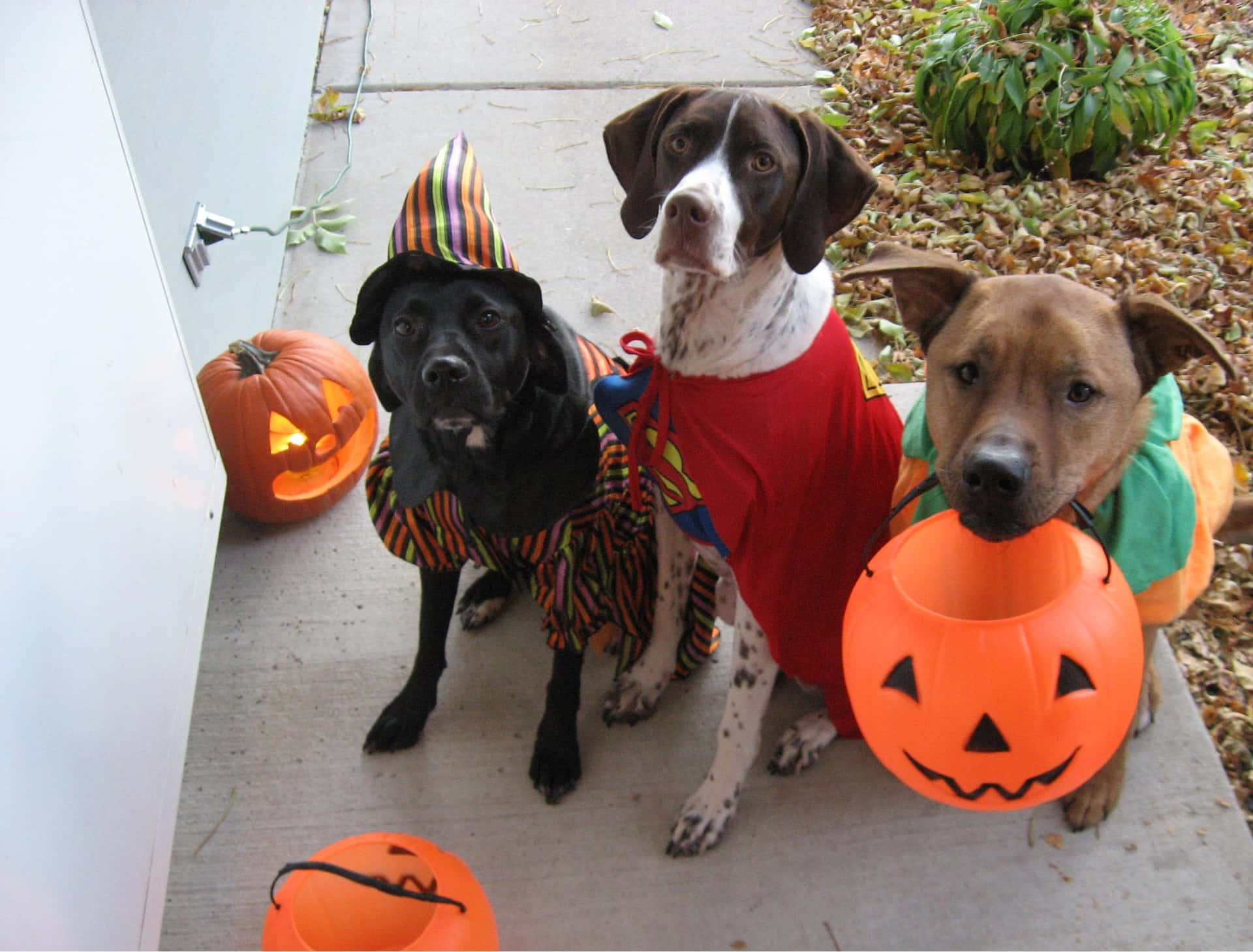 Halloween Costumed Dogs With Pumpkins.jpg Wallpaper