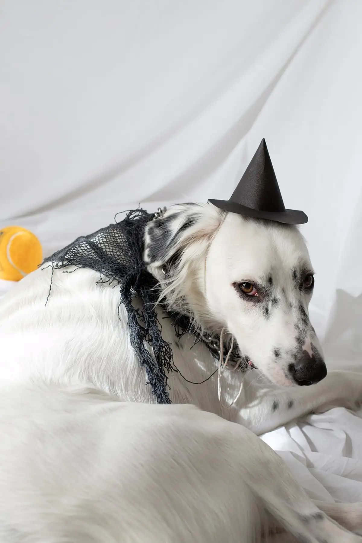Halloween Costumed Dogwith Witch Hat Wallpaper