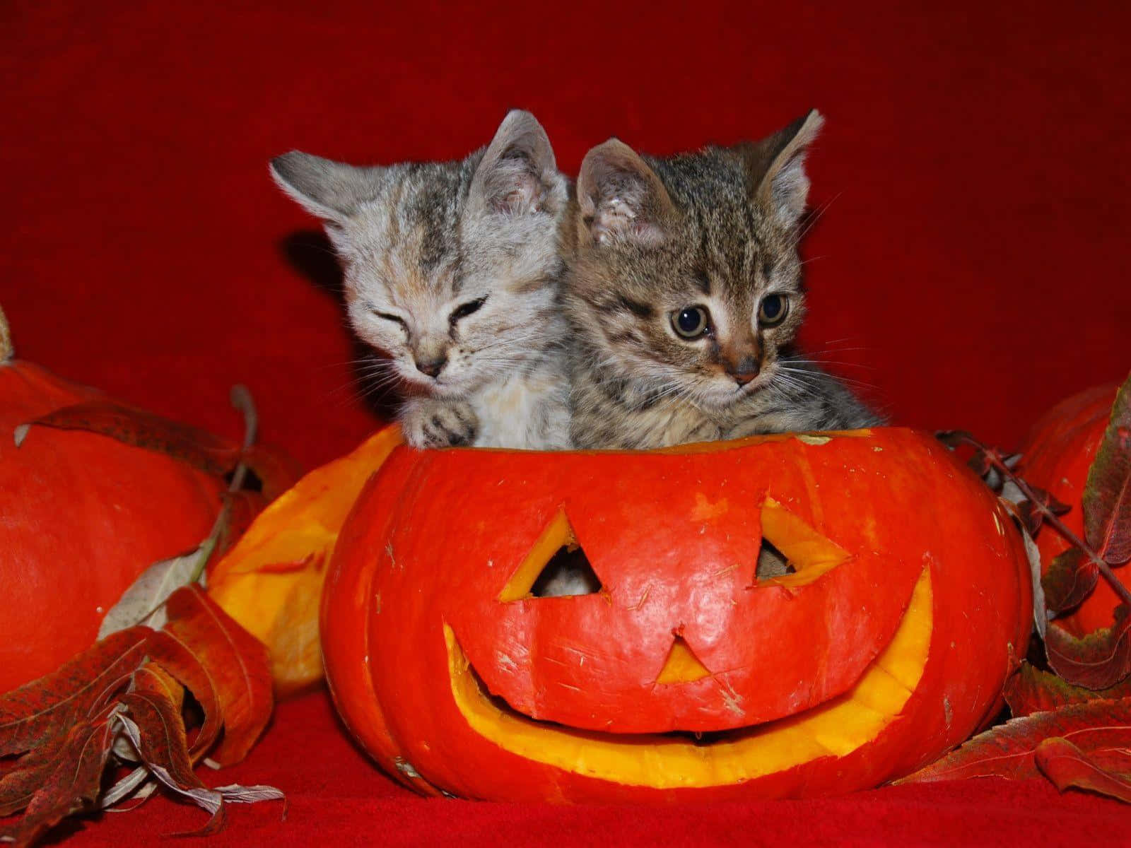 Halloweensüße Kätzchen Spielen Kürbisfotografie Bild.