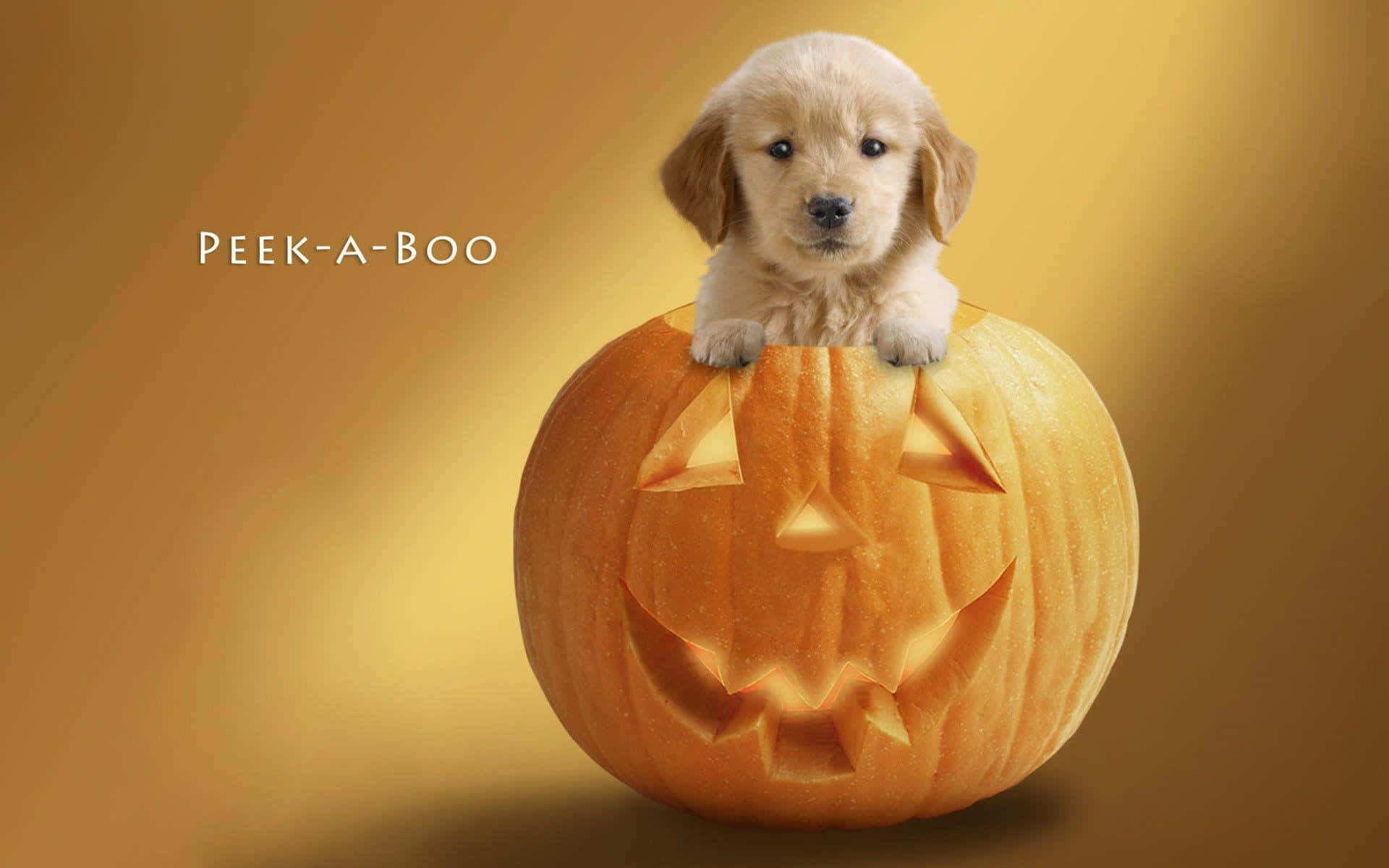 Halloween Cute Peek-a-Boo Golden Retriever Puppy Picture