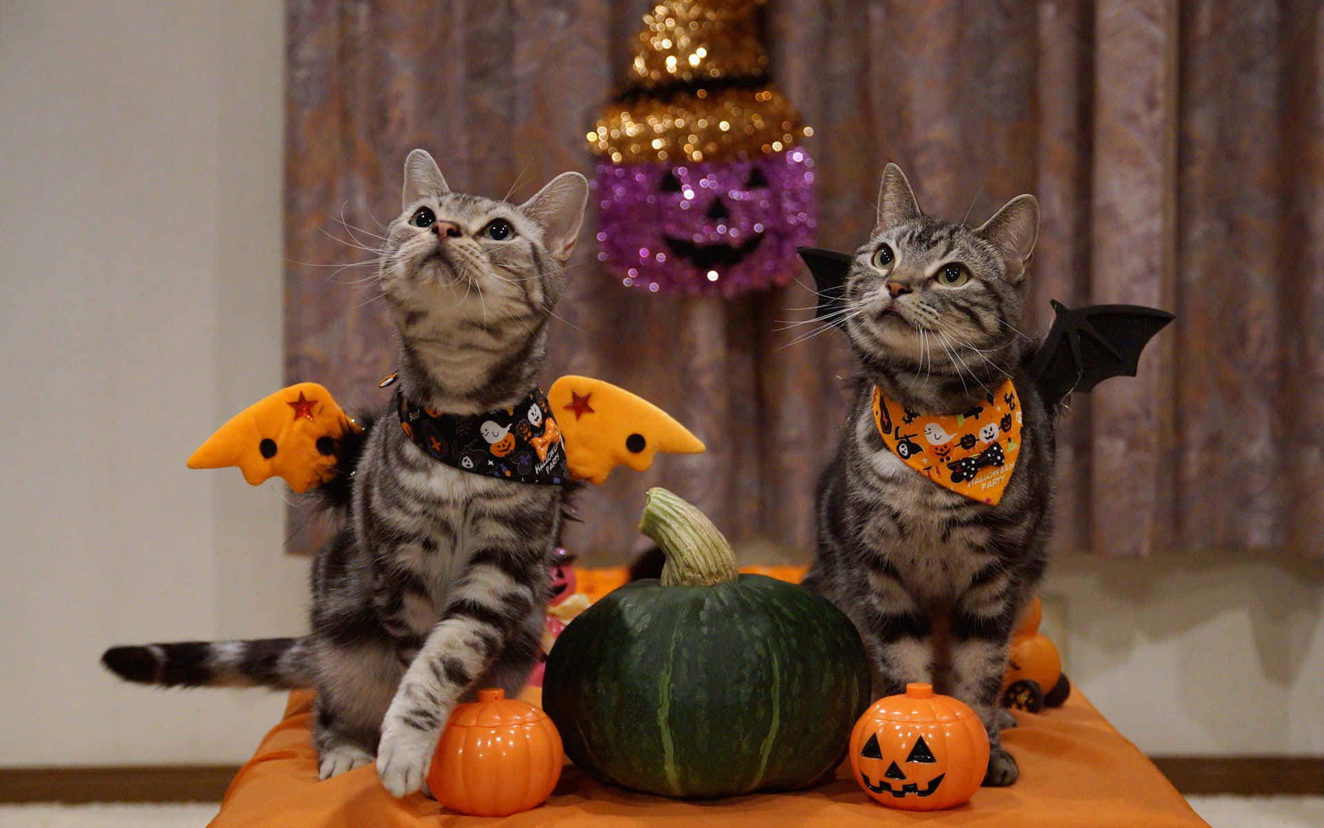 Halloweensüße Katzen Im Fledermauskostüm Fotografie Bild